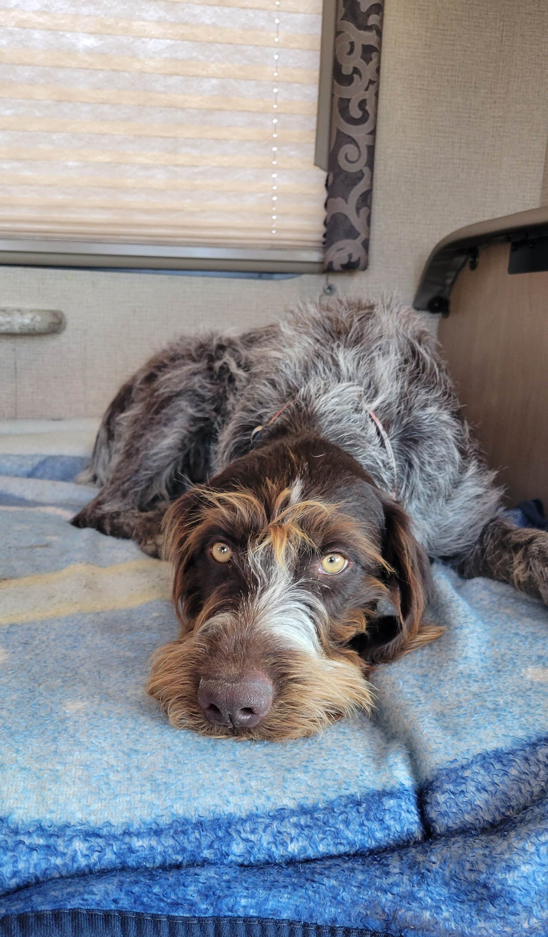 K C.'s photo of camping with pets at Afton Canyon Campground near Yermo, CA