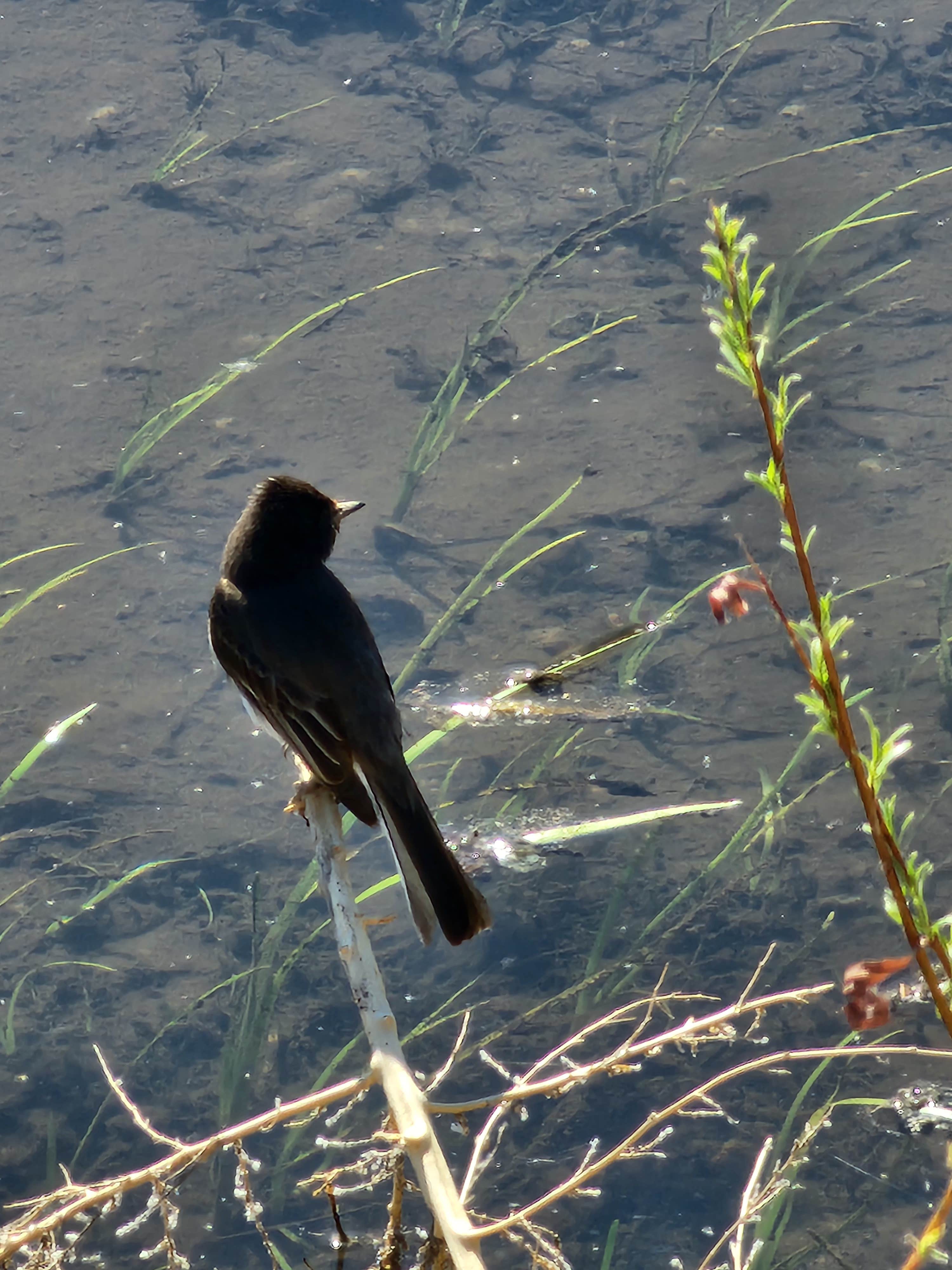 Camping near Las Cruces KOA: Rio Grande RV Park, Radium Springs, New Mexico