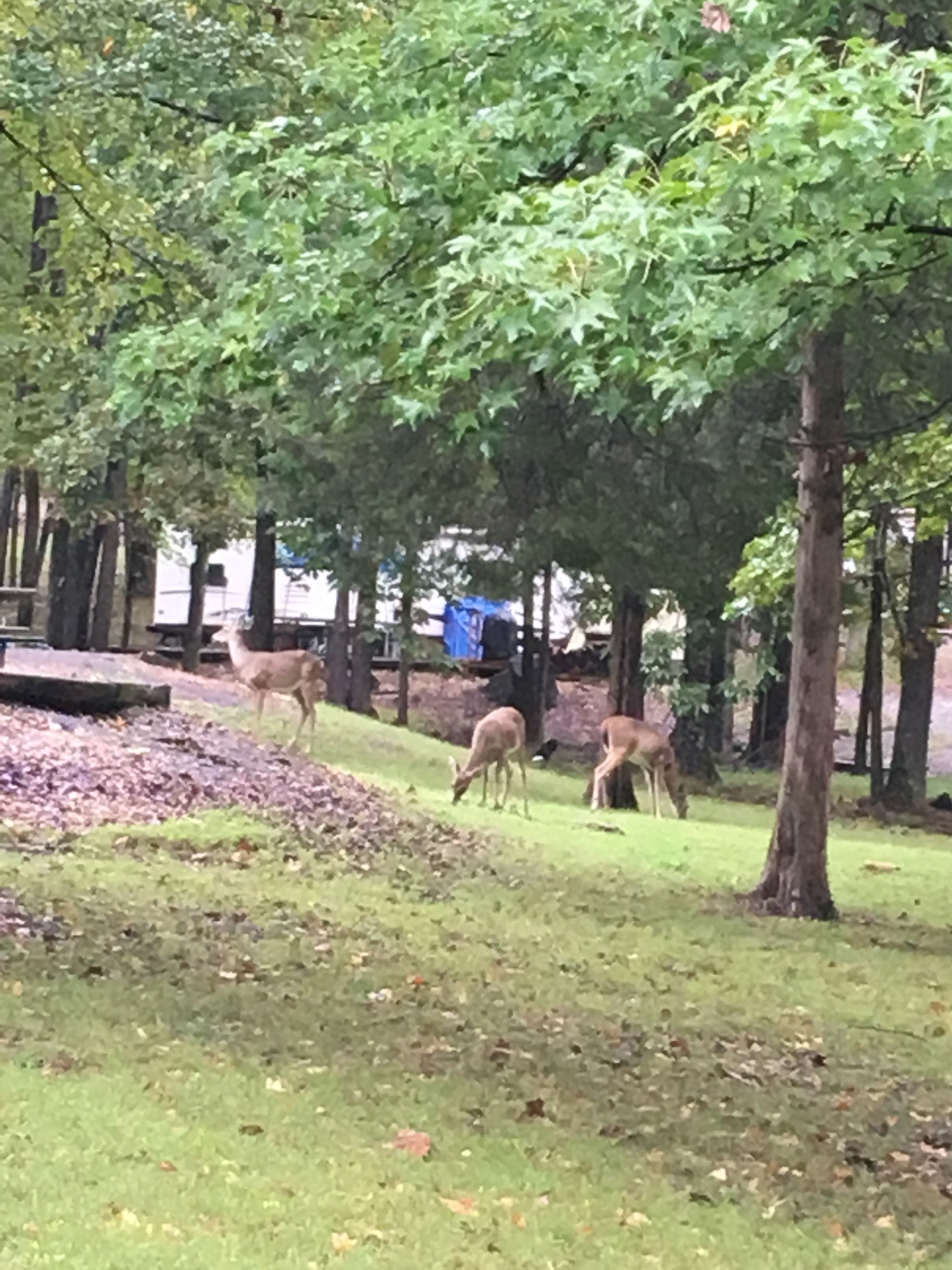 Deer were everywhere around the campground