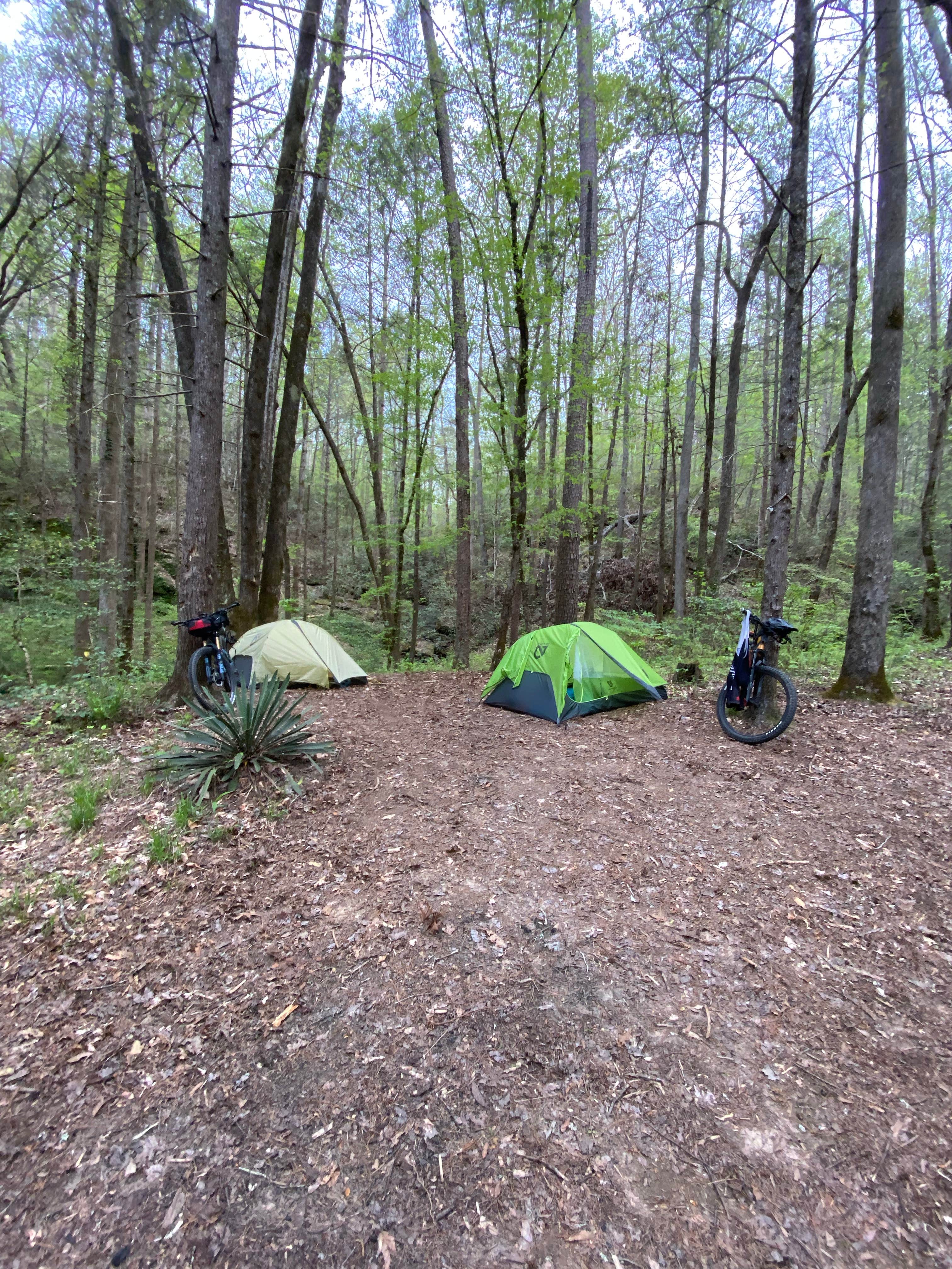 Camper submitted image from Riley Moore Falls Campsite - 1