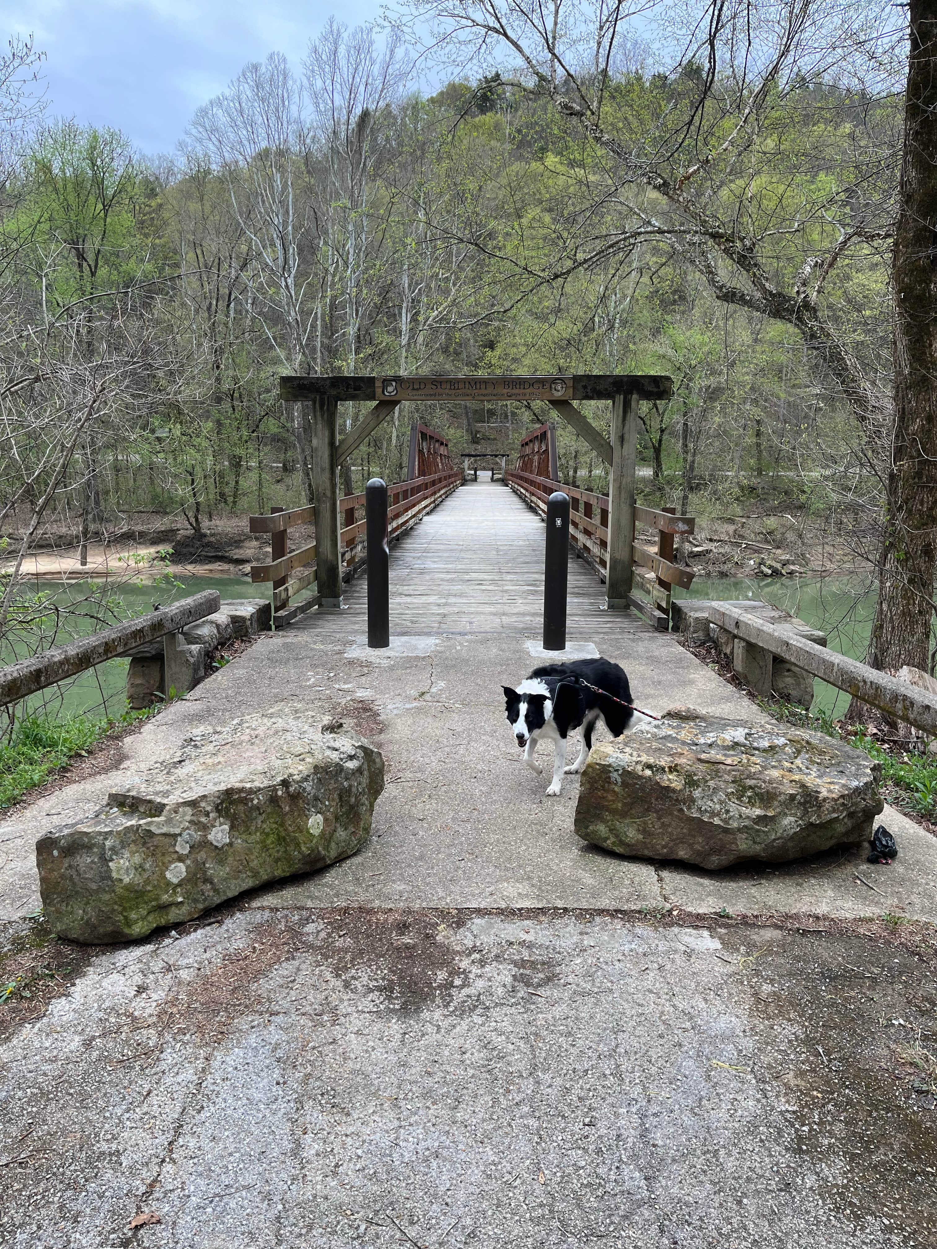 Daniel M.'s photo of camping with pets at Bee Rock Rec Area near Somerset, KY