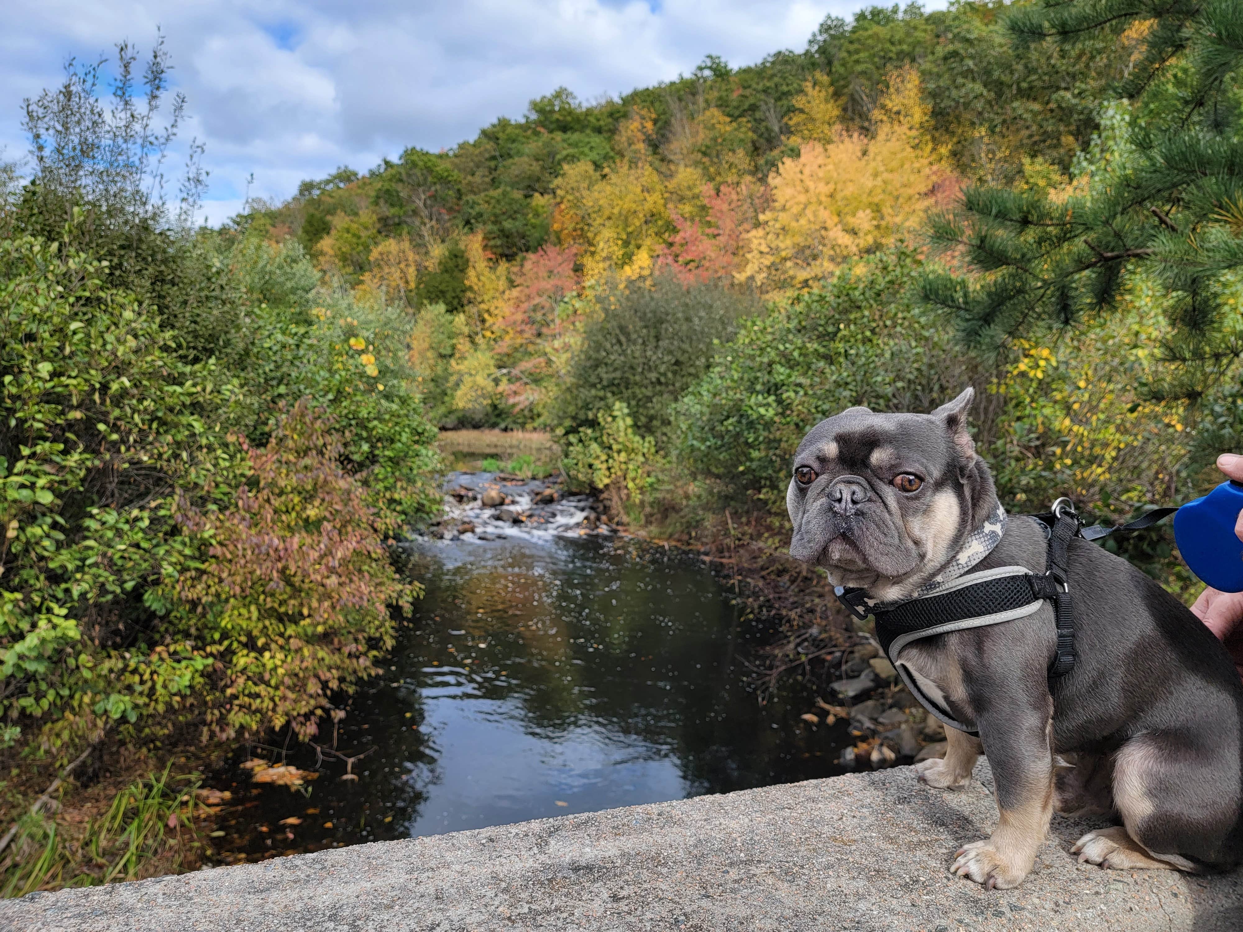 Tasha O.'s photo of camping with pets at Aces High RV Park near Cutchogue, NY