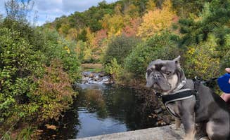 Tasha O.'s photo of camping with pets at Aces High RV Park in Connecticut