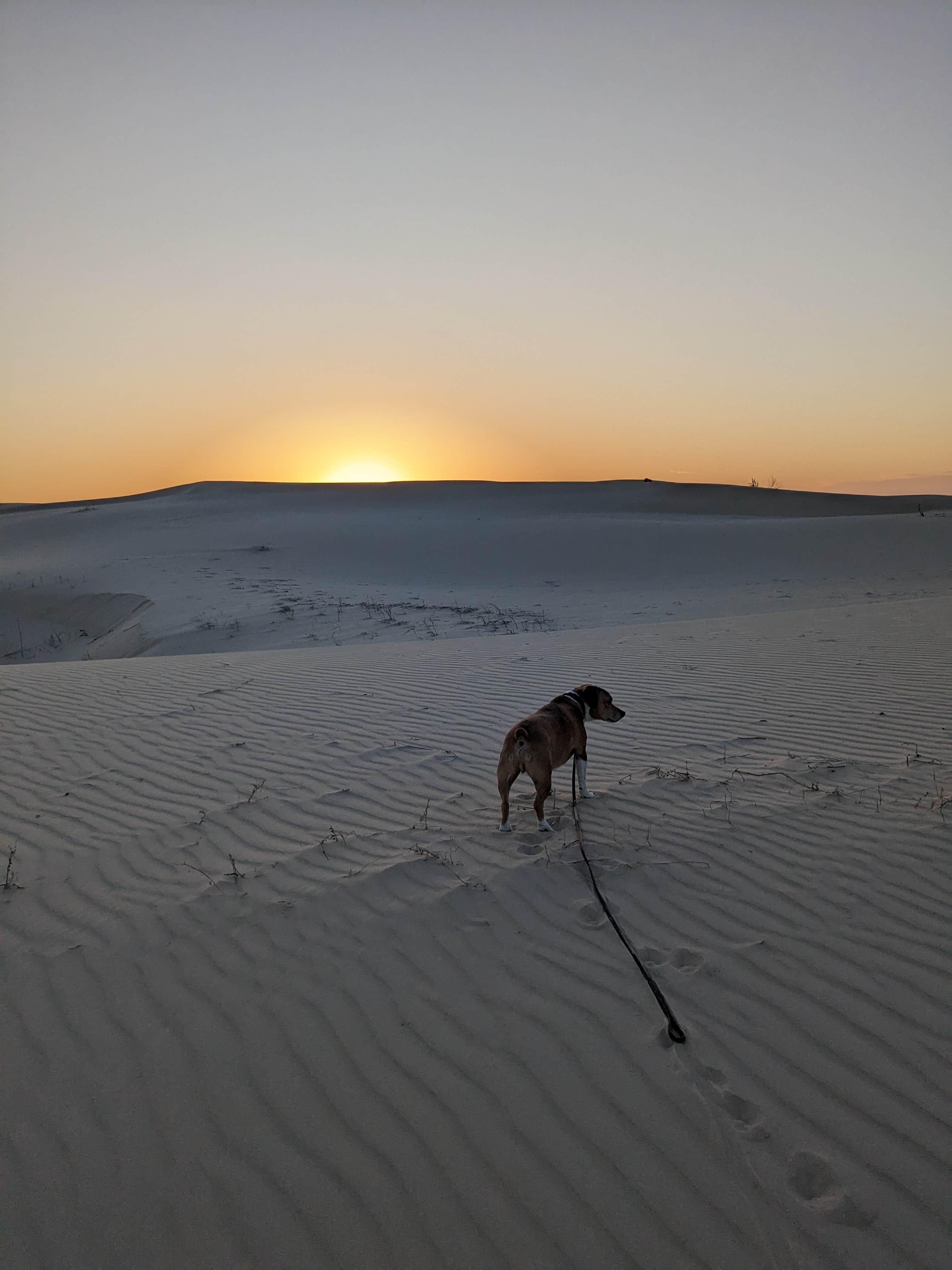 Fern B.'s photo of camping with pets at Monahans Sandhills State Park Campground near Mentone, TX