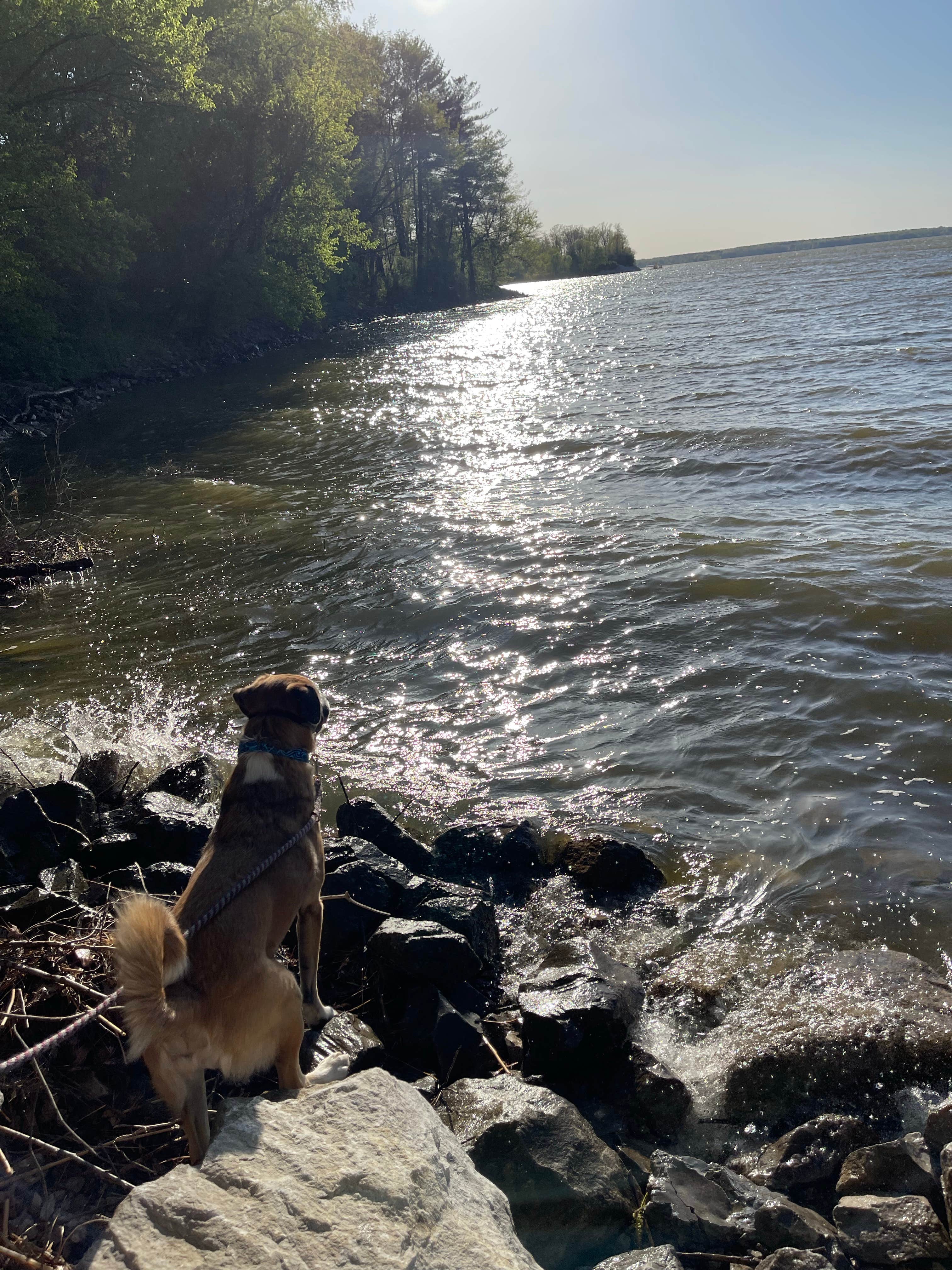 robert M.'s photo of camping with pets at South Marcum Campground near McLeansboro, IL
