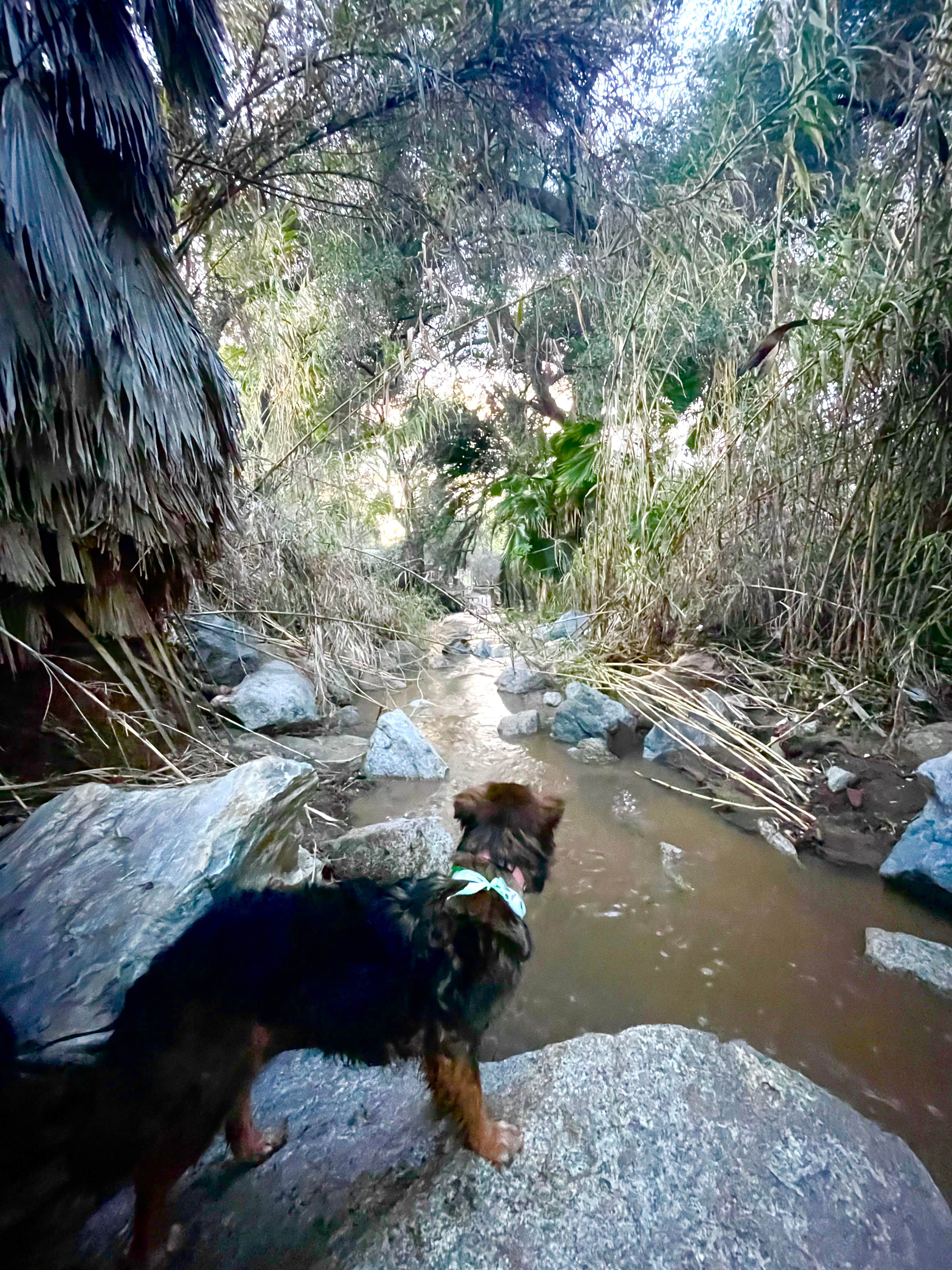 Camper-submitted photo at Rancho Los Coches RV Park near Bonita, CA