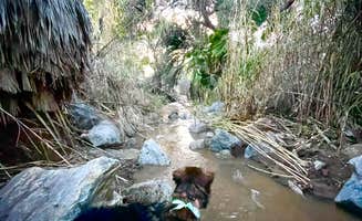 Juliet L.'s photo of camping with pets at Rancho Los Coches RV Park near El Cajon, CA
