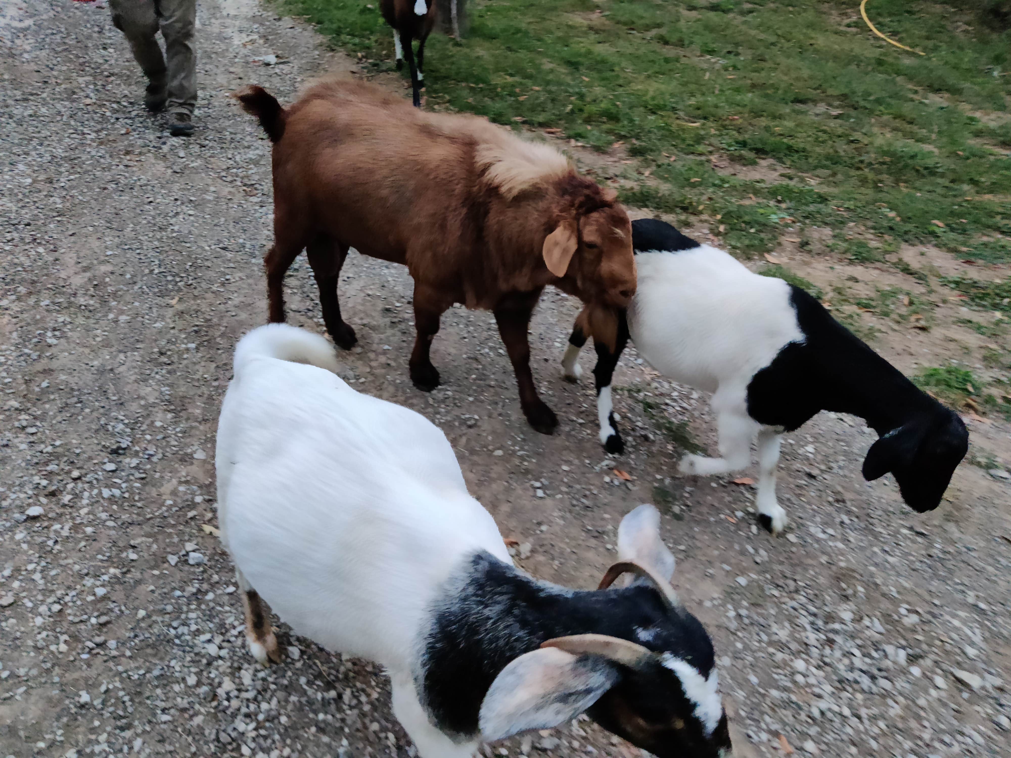 Camper-submitted photo at Milo Farm Sacred Land Retreat near Holden, MO