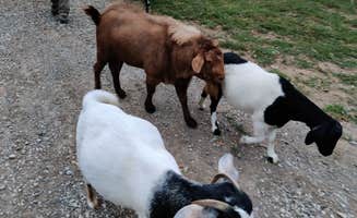 Loni L.'s photo of camping with pets at Milo Farm Sacred Land Retreat near Excelsior Springs, MO