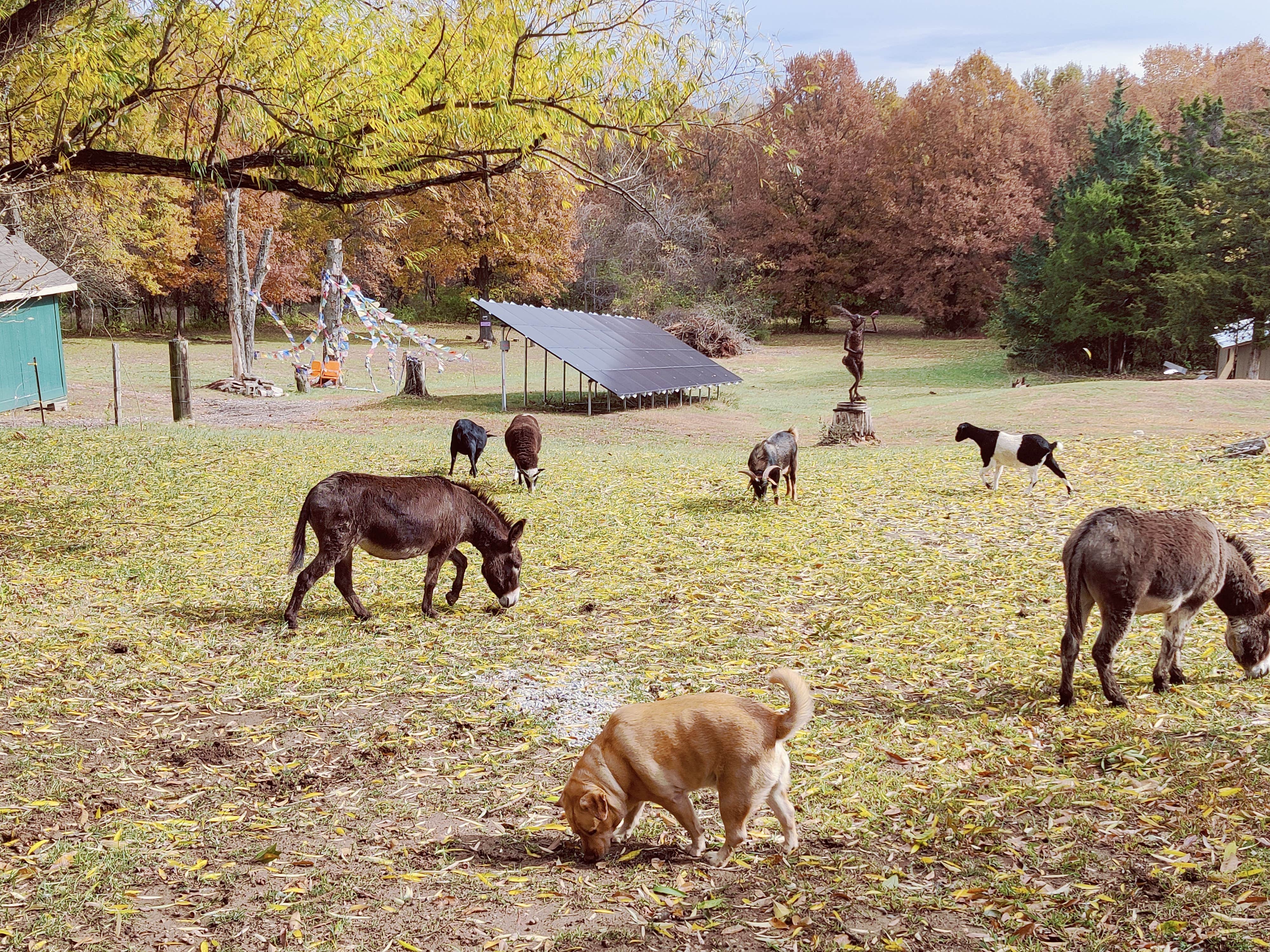 Loni L.'s photo of camping with pets at Milo Farm Sacred Land Retreat near Lake Quivira, KS