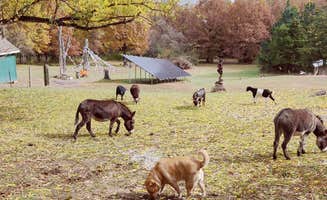 Loni L.'s photo of camping with pets at Milo Farm Sacred Land Retreat near Lawson, MO