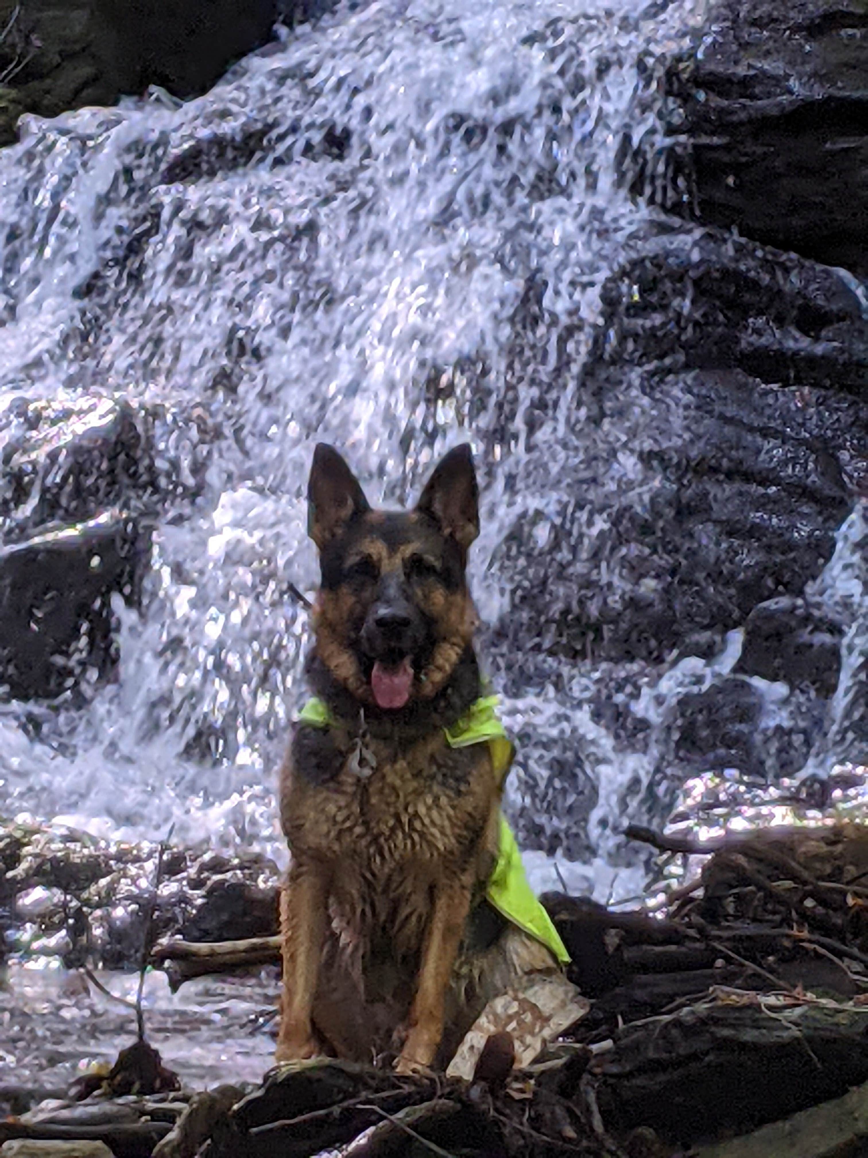 Christian R.'s photo of camping with pets at Aisling Mountain Farm near Drury, MA