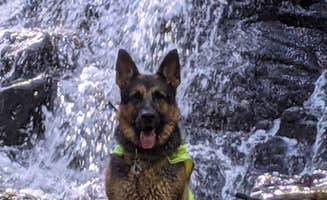 Christian R.'s photo of camping with pets at Aisling Mountain Farm near Ashfield, MA