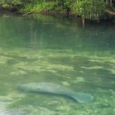 Review photo of Manatee Springs State Park Campground by PopandNana D., October 5, 2018
