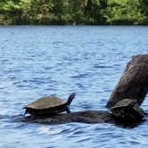 Review photo of Manatee Springs State Park Campground by PopandNana D., October 5, 2018