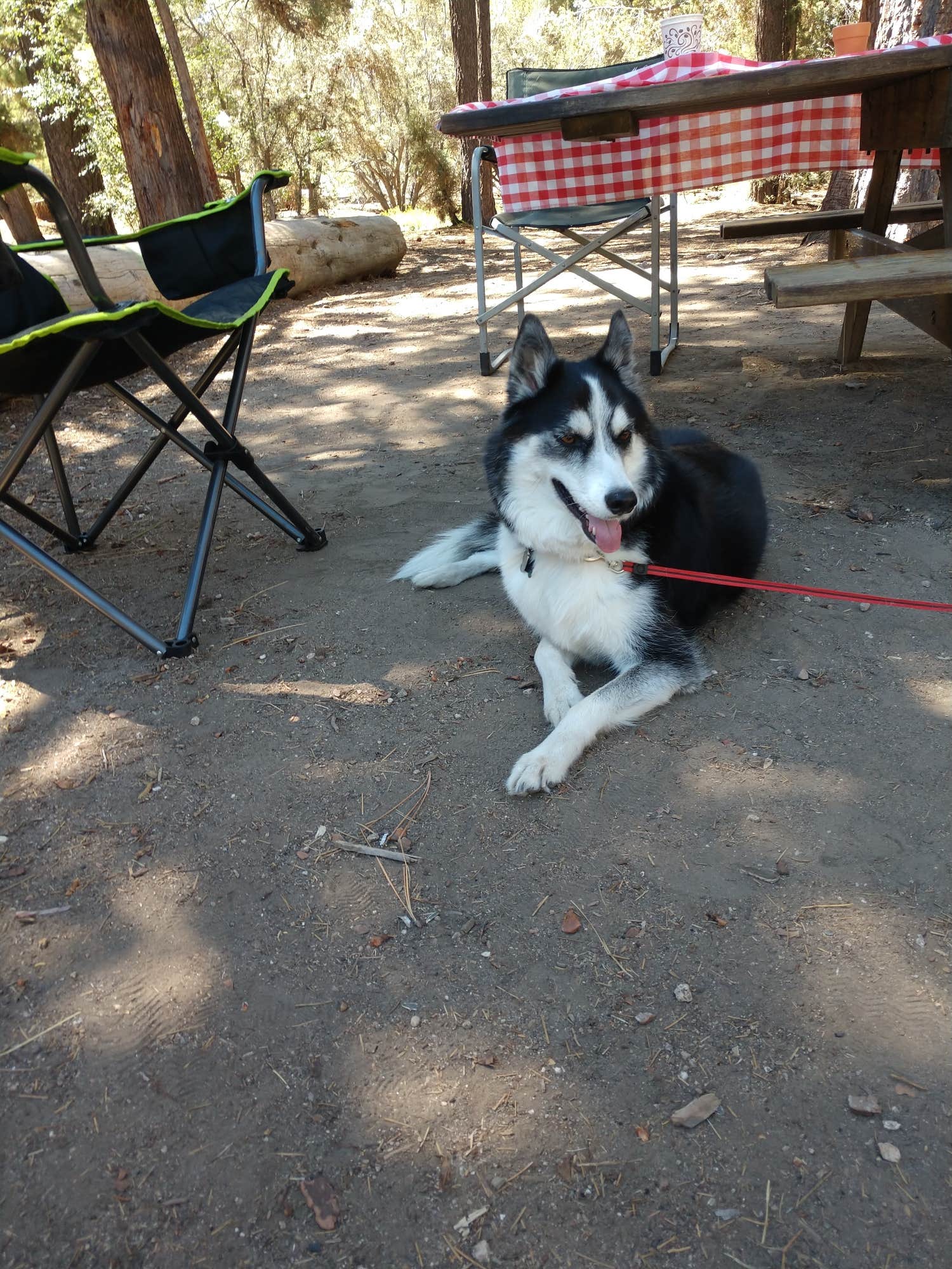 Camper-submitted photo at Serrano near Cedarpines Park, CA