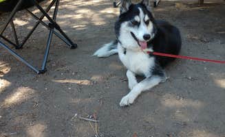 Steven E.'s photo of camping with pets at Serrano near Blue Jay, CA