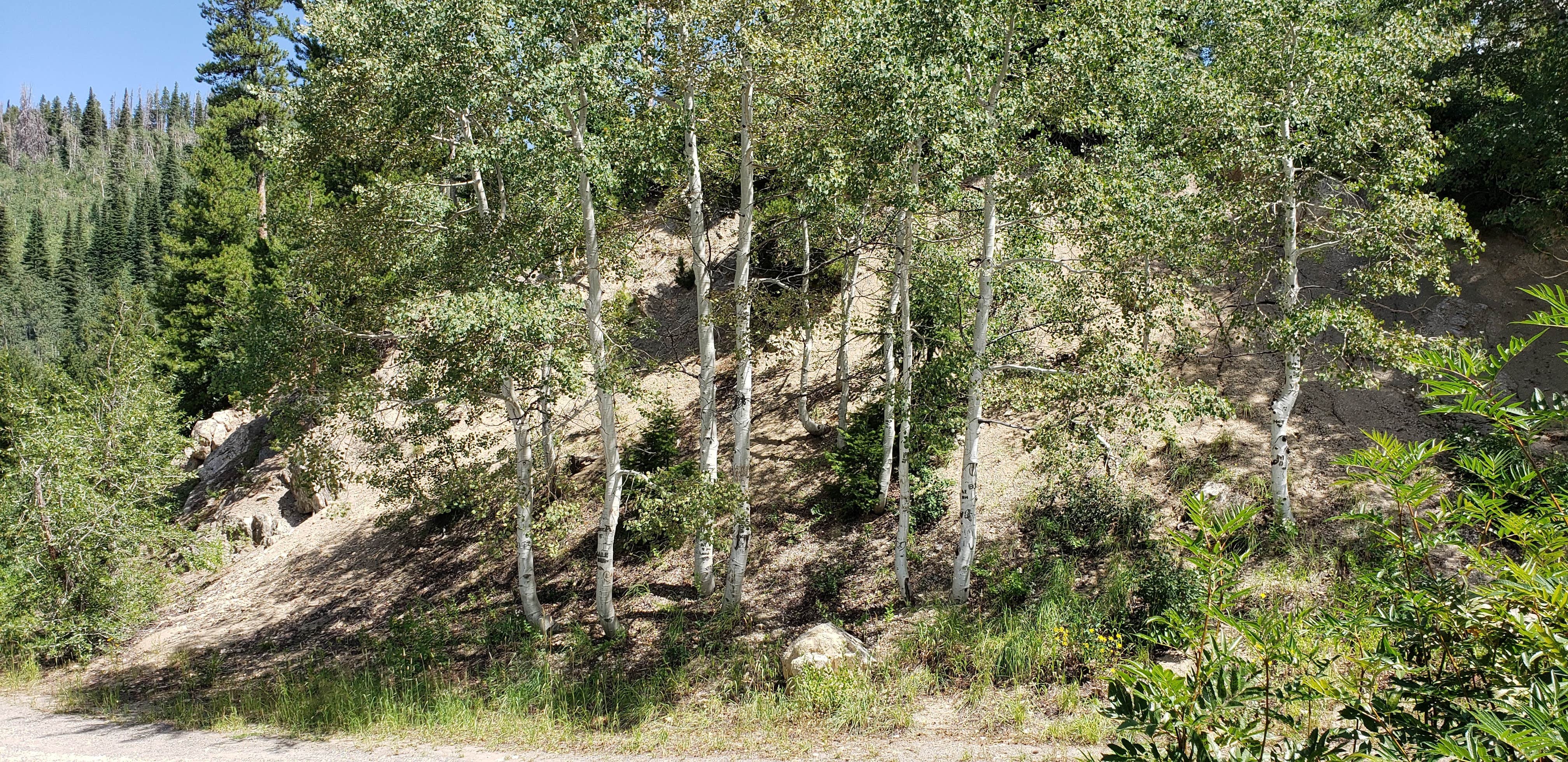 Camper-submitted photo at Dispersed Overlook off Hwy 40 near Coalmont, CO