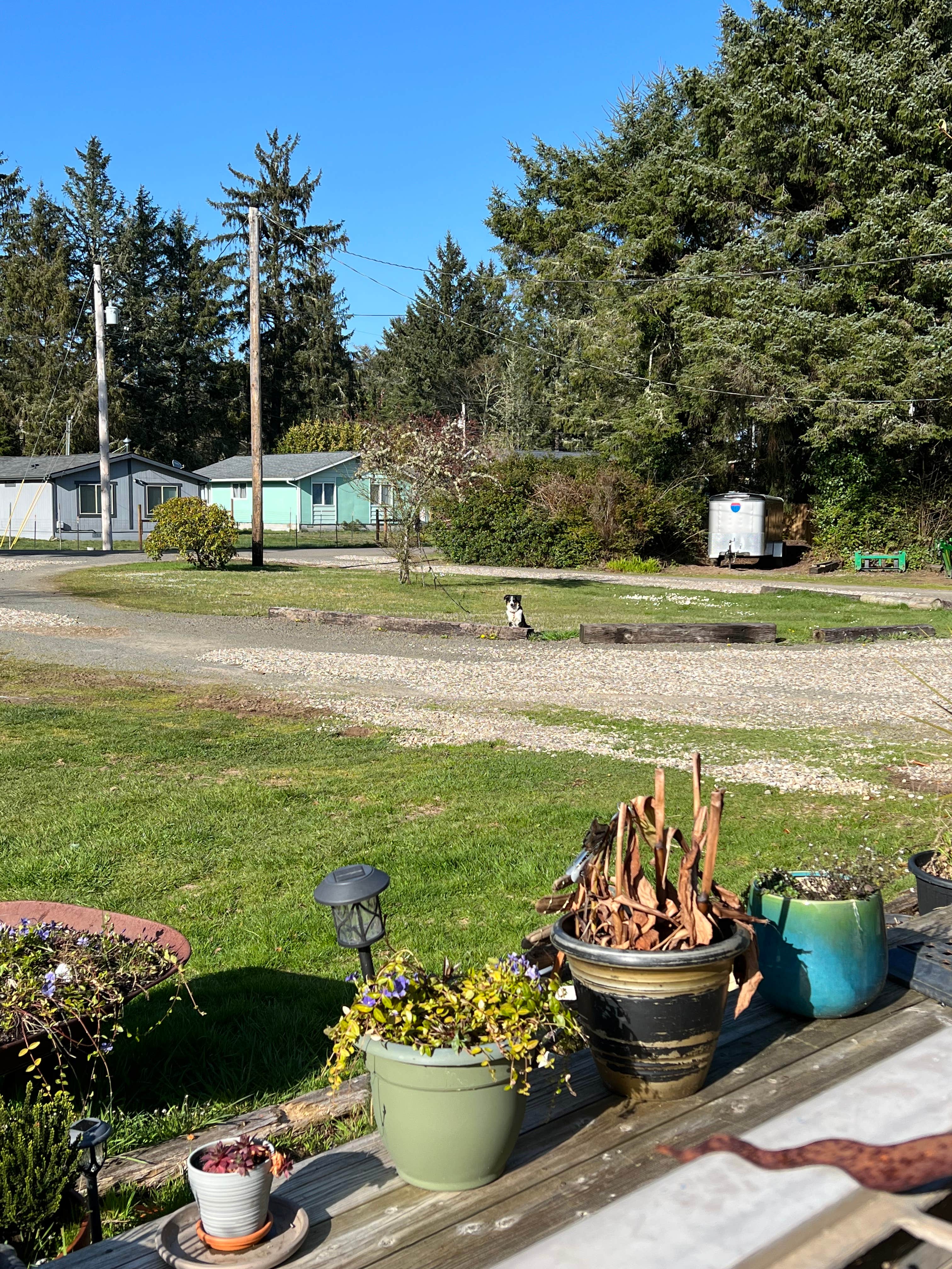 Connie D.'s photo of camping with pets at K-Syrah Resort near Raymond, WA