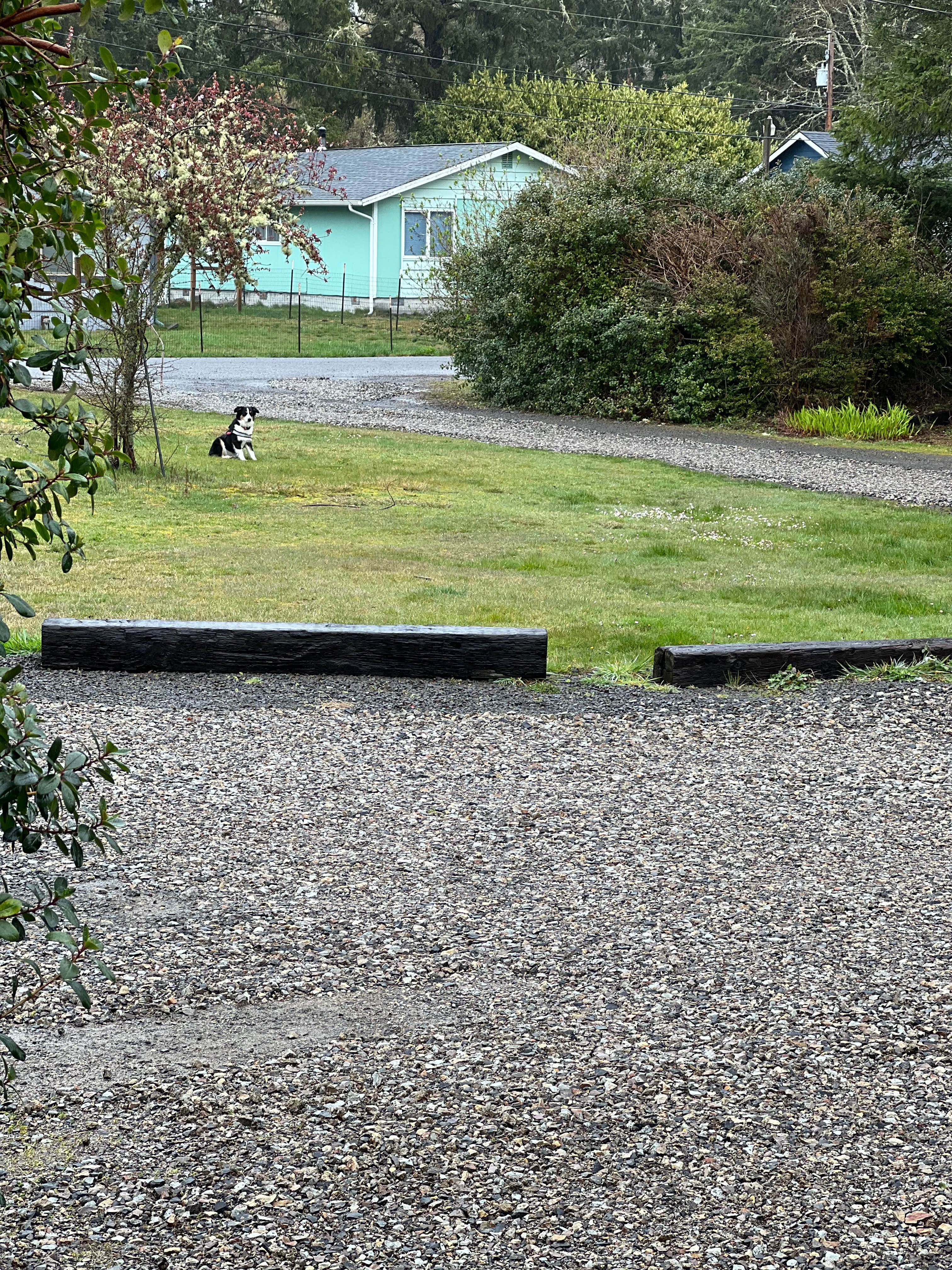 Connie D.'s photo of camping with pets at K-Syrah Resort near Ilwaco, WA