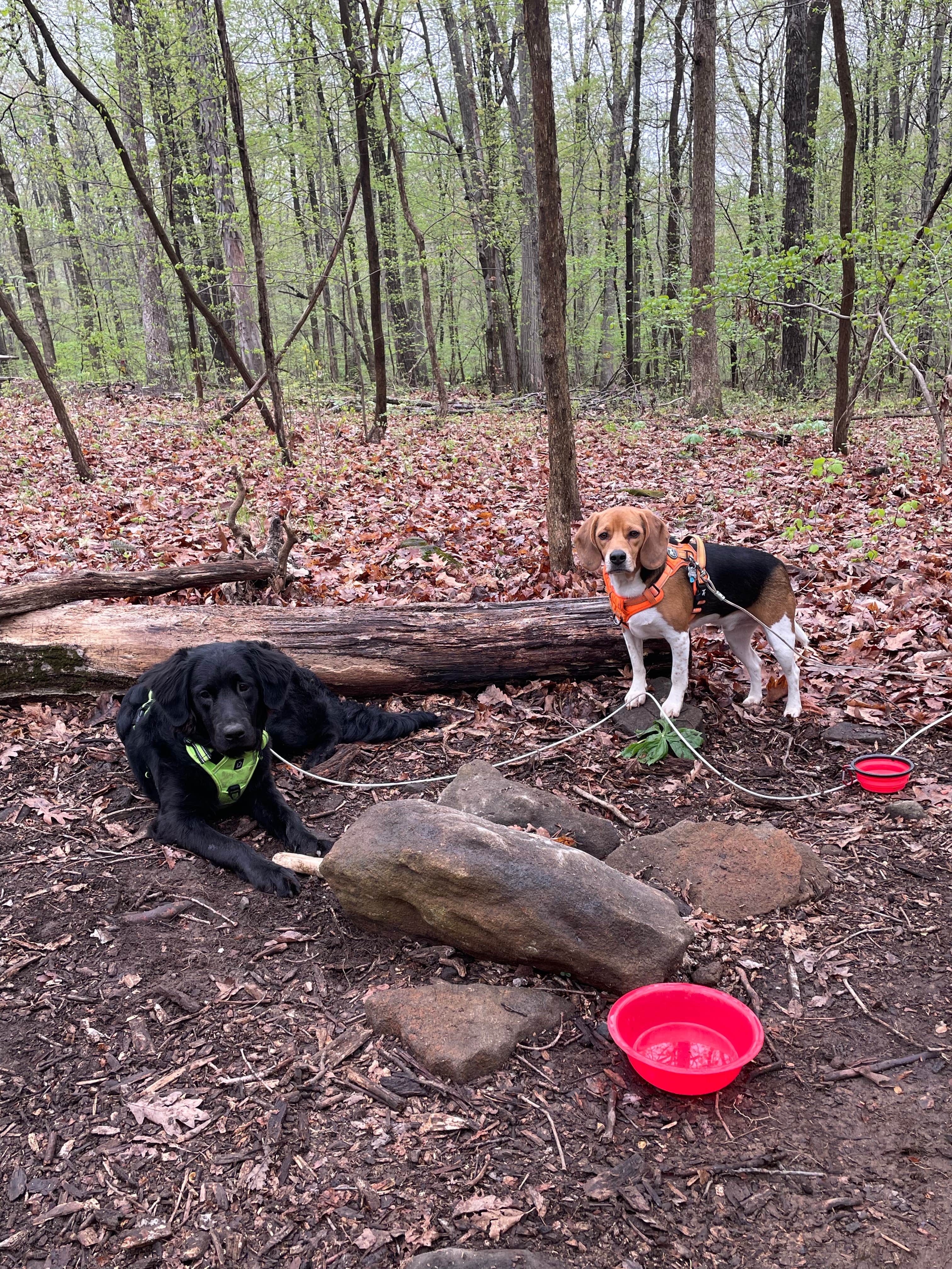 Camper submitted image from Ringing Rocks Family Campground - 3