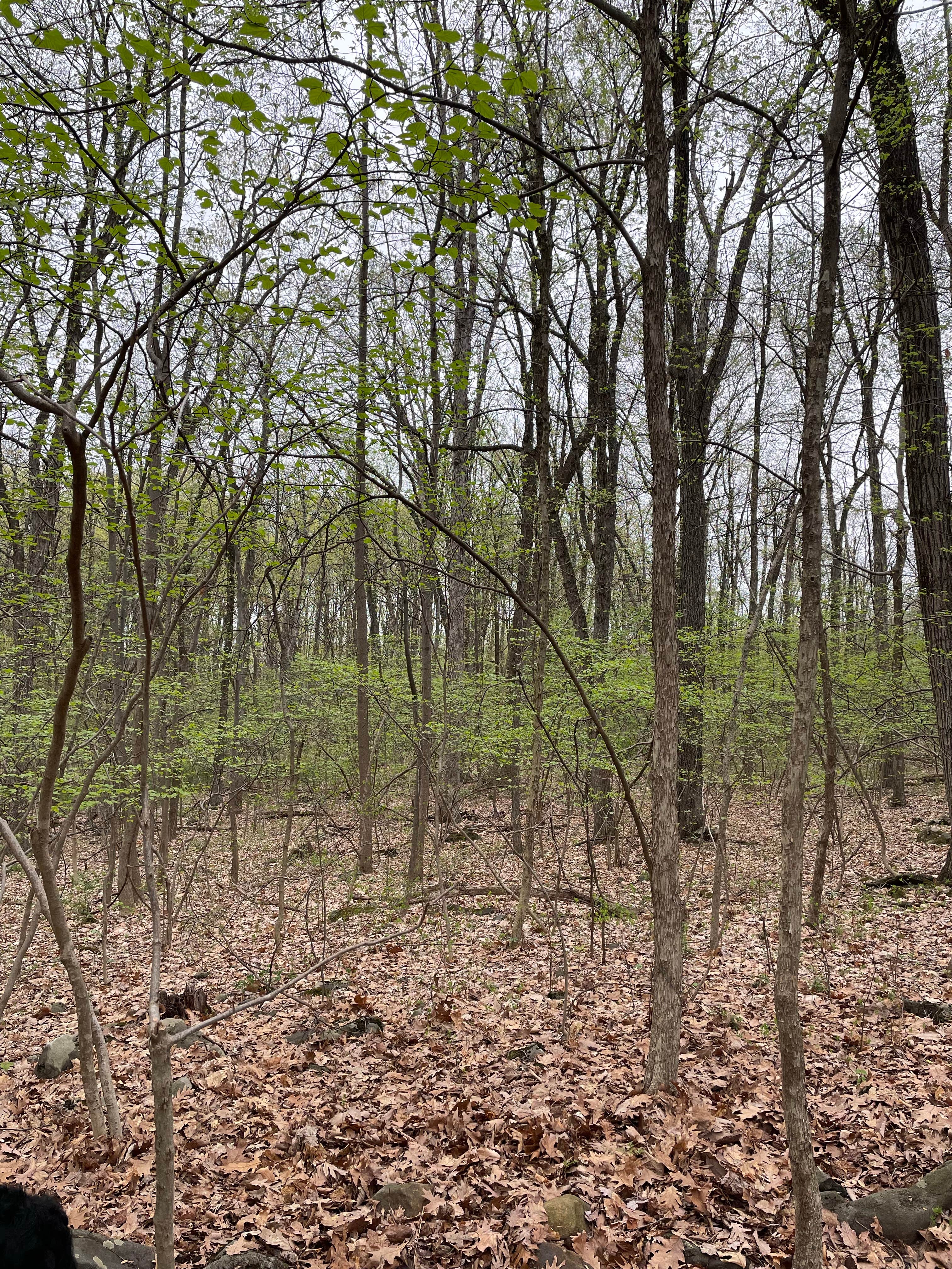 Camper-submitted photo at Ringing Rocks Family Campground near Hellertown, PA