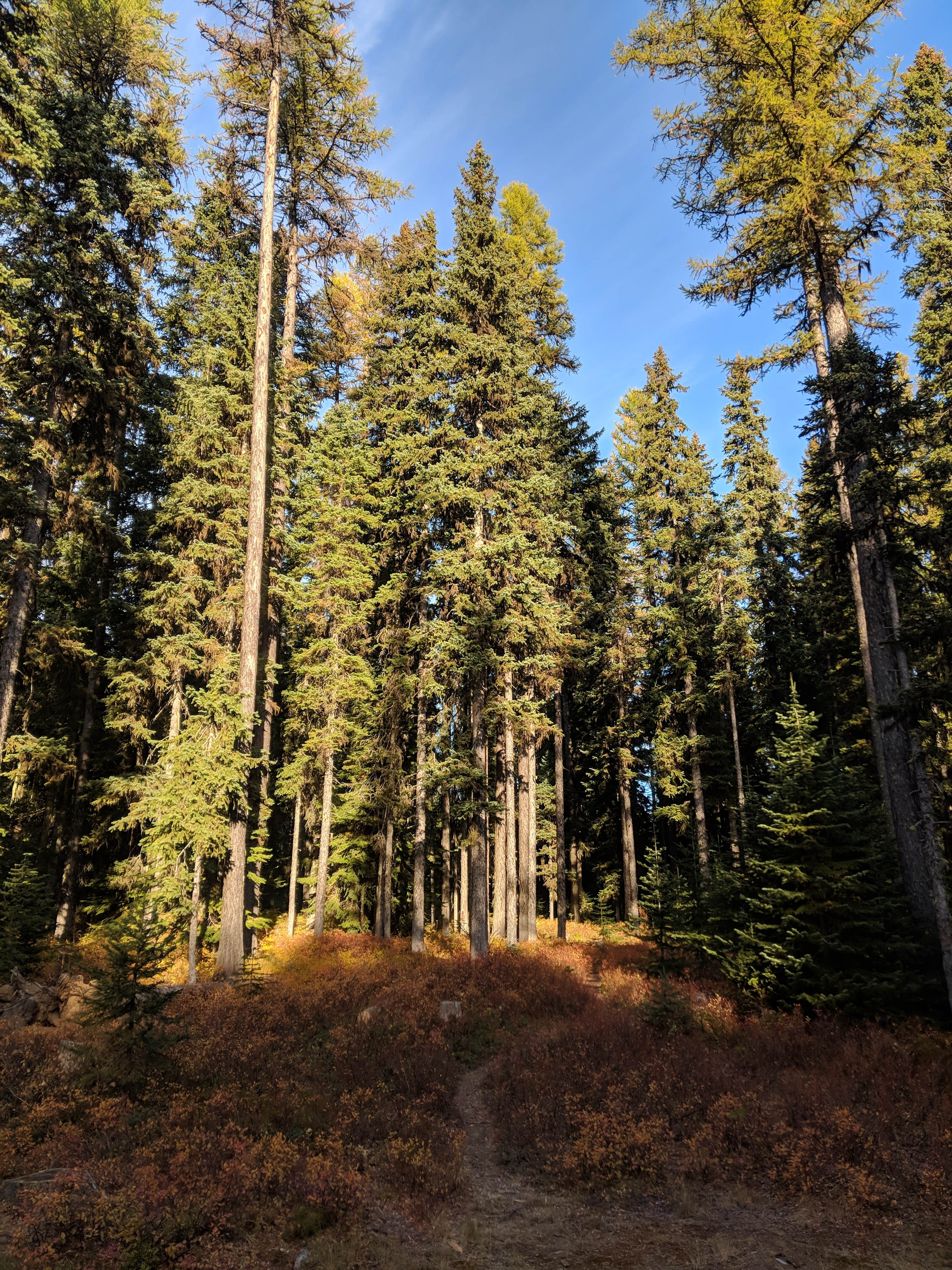 Camper submitted image from Target Meadows Campground — Umatilla National Forest - 2