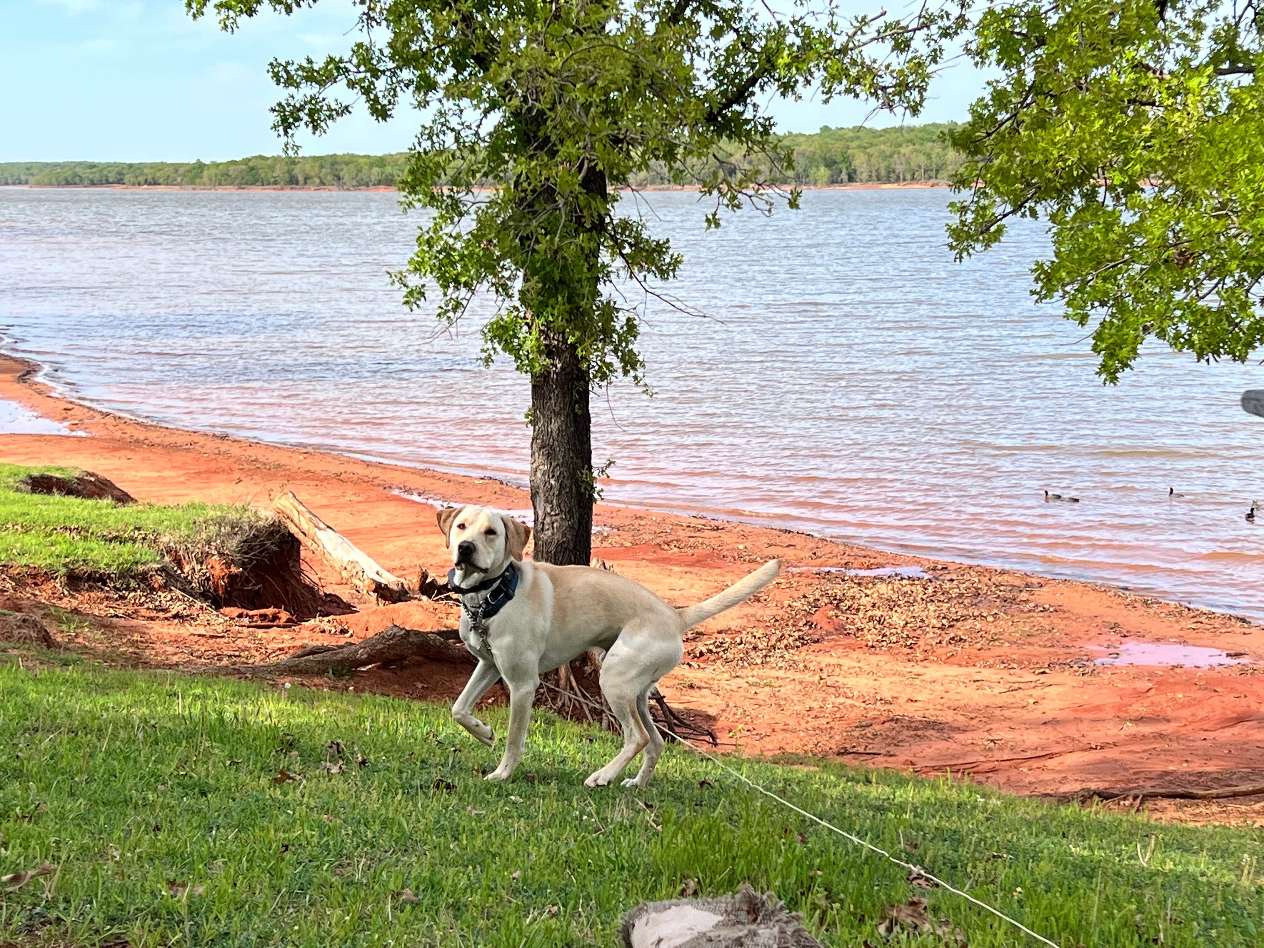 Maggie  C.'s photo of camping with pets at Hickory Hill — Lake Thunderbird State Park near Warr Acres, OK