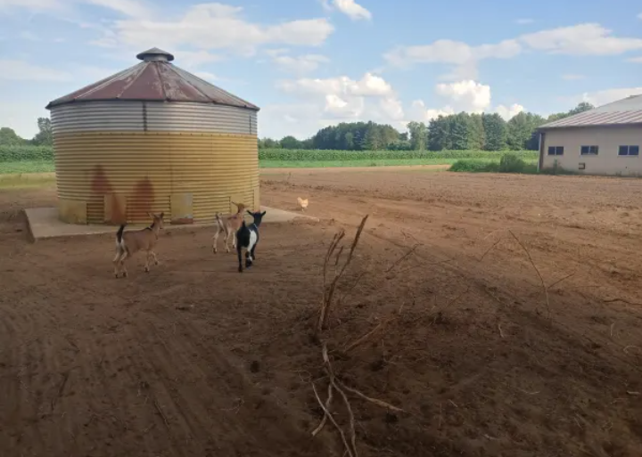 Amanda P.'s photo of camping with pets at Pennell Farms near Corunna, MI