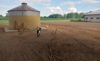 Amanda P.'s photo of camping with pets at Pennell Farms near Grand Blanc, MI