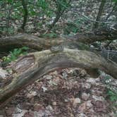 Review photo of North Manitou Island Backcountry Campsites by Jason H., June 21, 2022