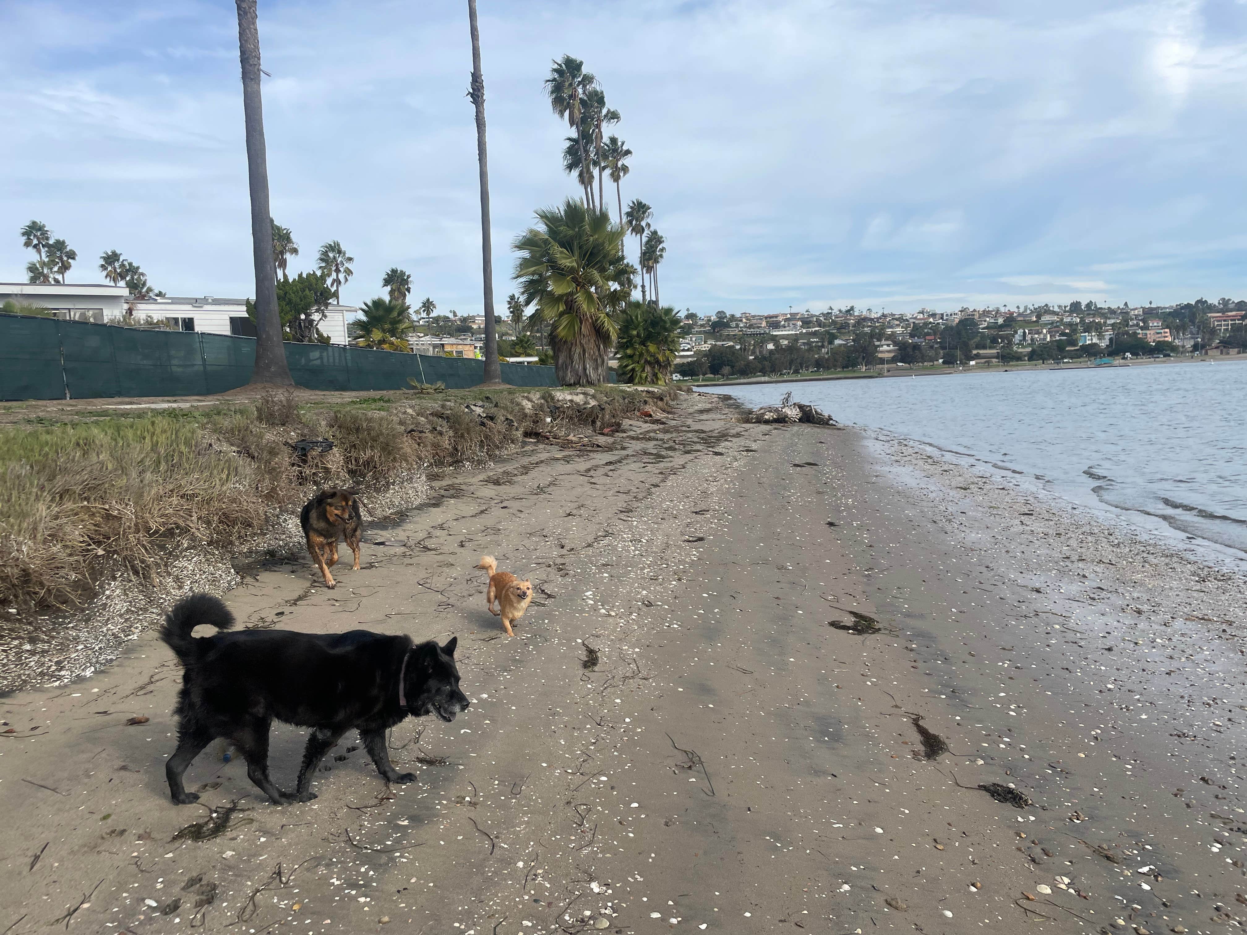 Juliet L.'s photo of camping with pets at Mission Bay RV Resort near Spring Valley, CA