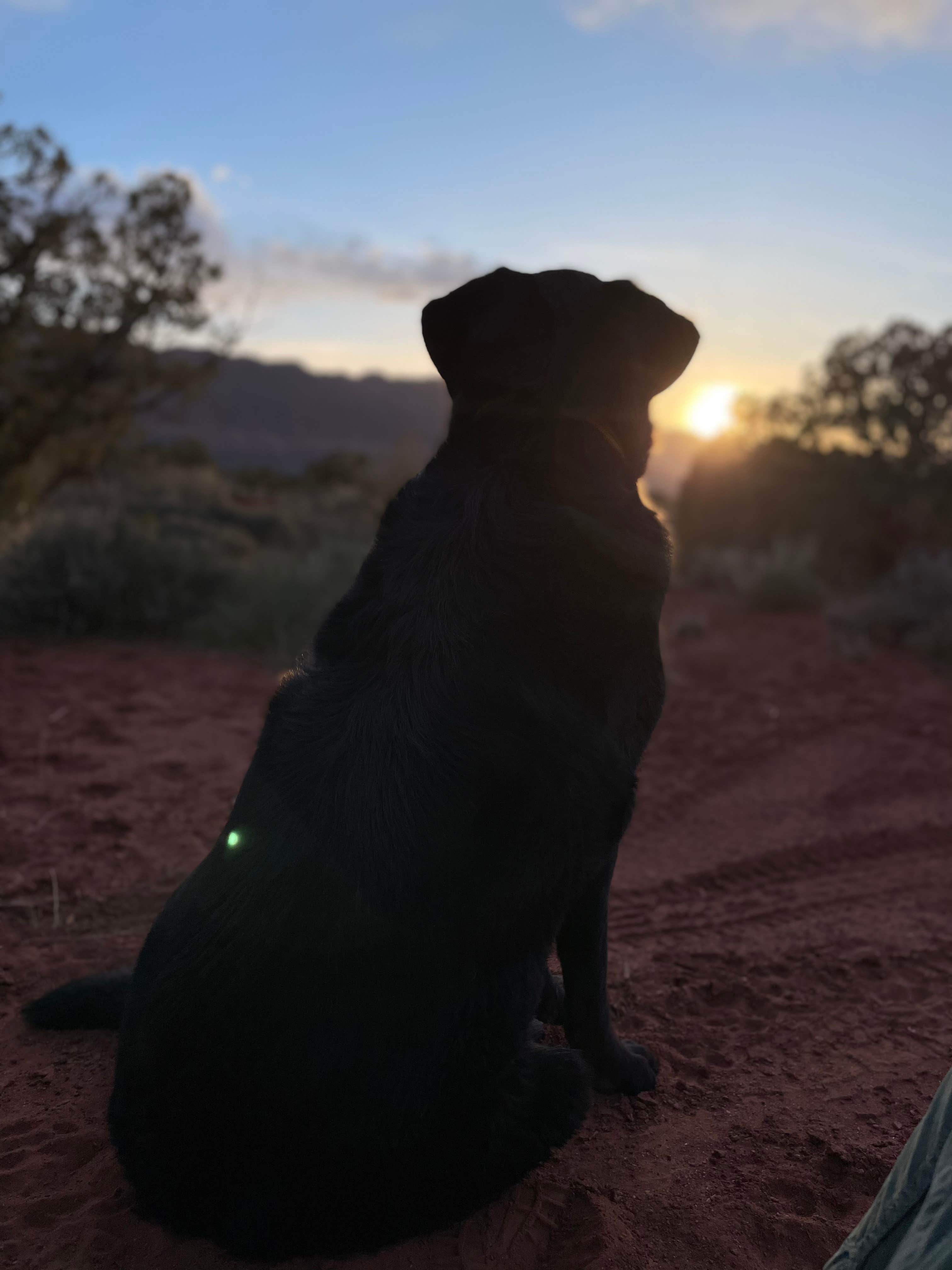 Anwyn P.'s photo of a dispersed camping area at Castleton Tower near Cisco, UT