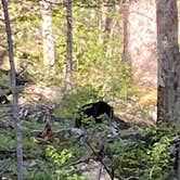 Review photo of Cades Cove Campground by Heather , April 22, 2023