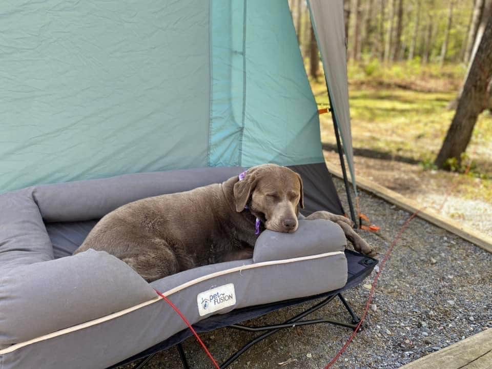 Heather's photo of camping with pets at Cades Cove Group Campground — Great Smoky Mountains National Park near Great Smoky Mountains National Park