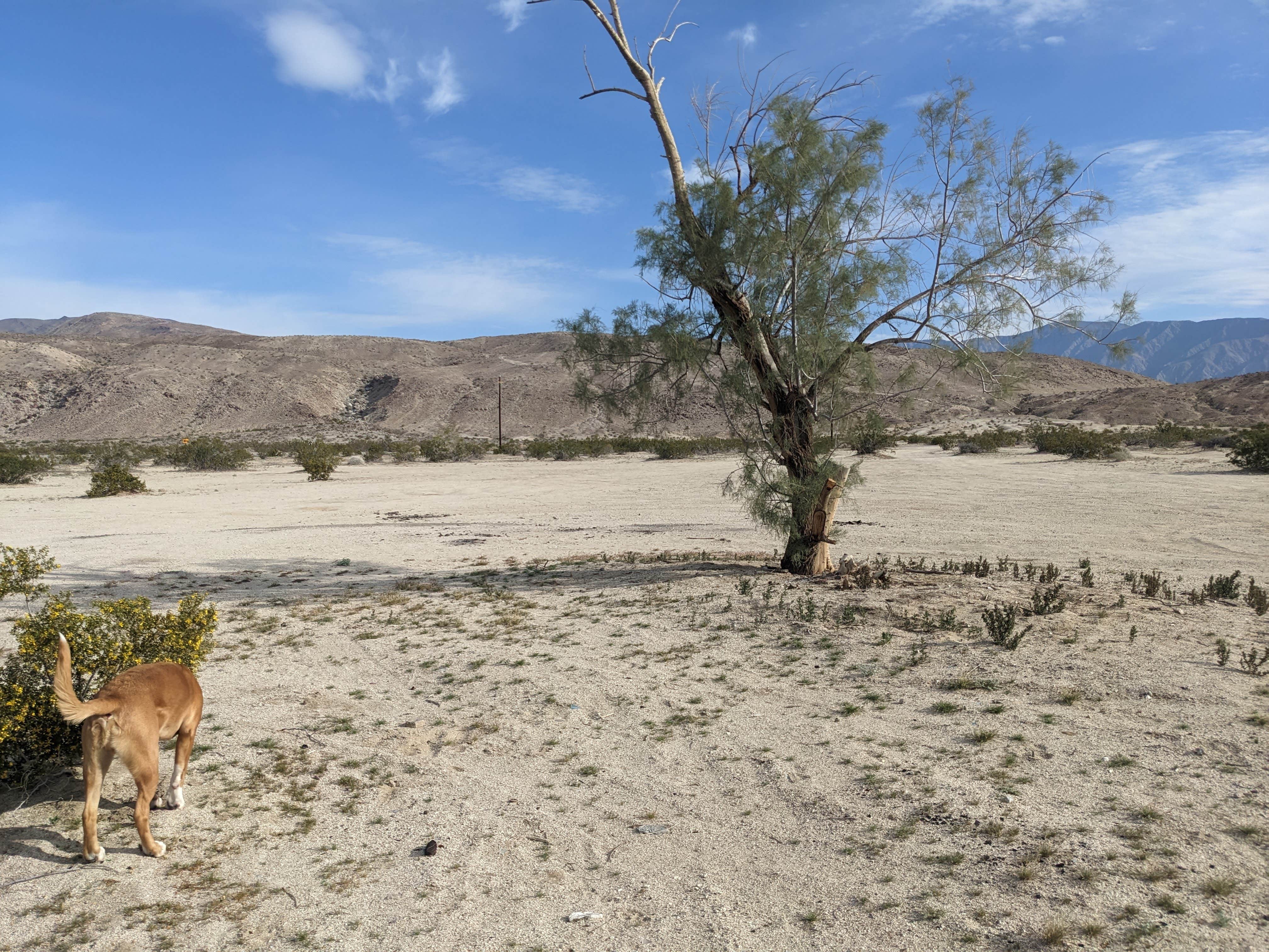 Camper-submitted photo at Peg Leg Dispersed near Ocotillo Wells, CA