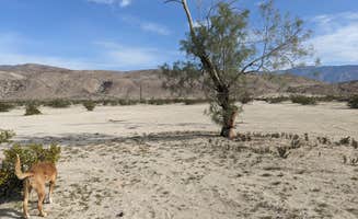 Laura M.'s photo of camping with pets at Peg Leg Dispersed near Borrego Springs, CA