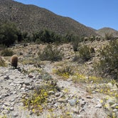 Review photo of Tamarisk Grove Campground — Anza-Borrego Desert State Park by Laura M., April 22, 2023