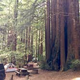 Review photo of Burlington Campground — Humboldt Redwoods State Park by Laura B., October 6, 2018