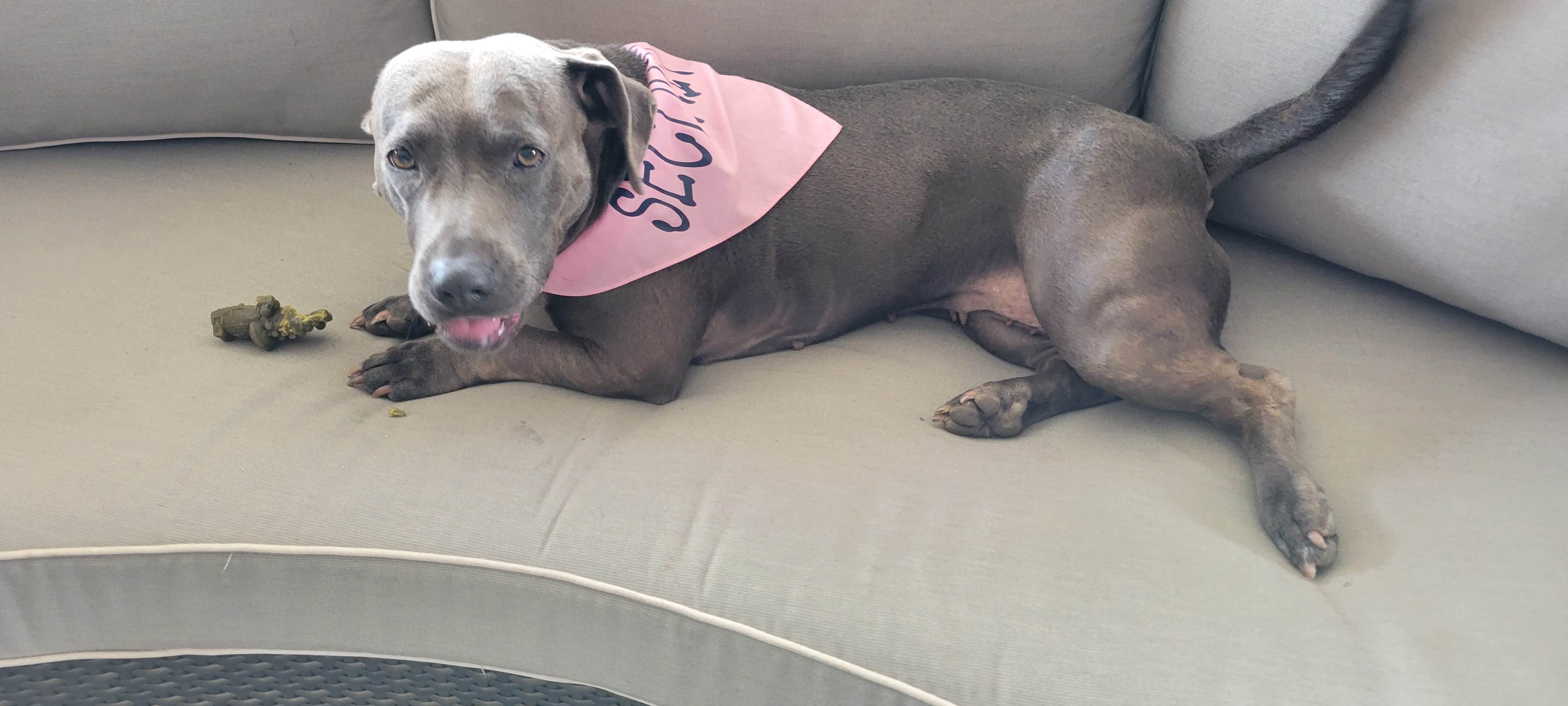 John L.'s photo of camping with pets at Hawkins Pointe RV Park near Apison, TN