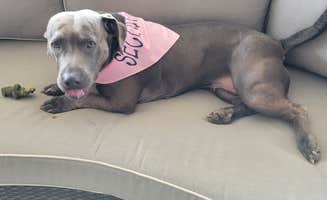 John L.'s photo of camping with pets at Hawkins Pointe RV Park near Chattanooga, TN