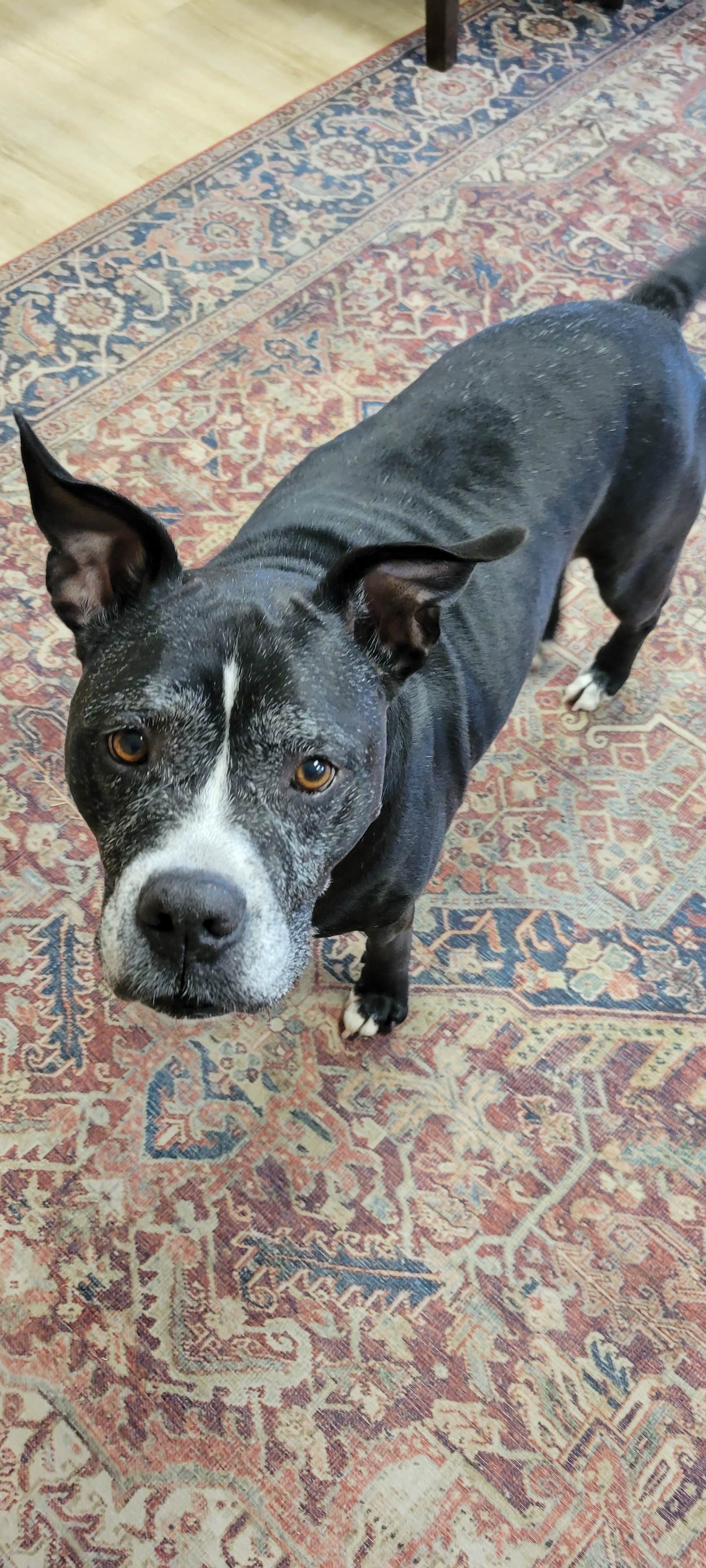 John L.'s photo of camping with pets at Hawkins Pointe RV Park near Apison, TN