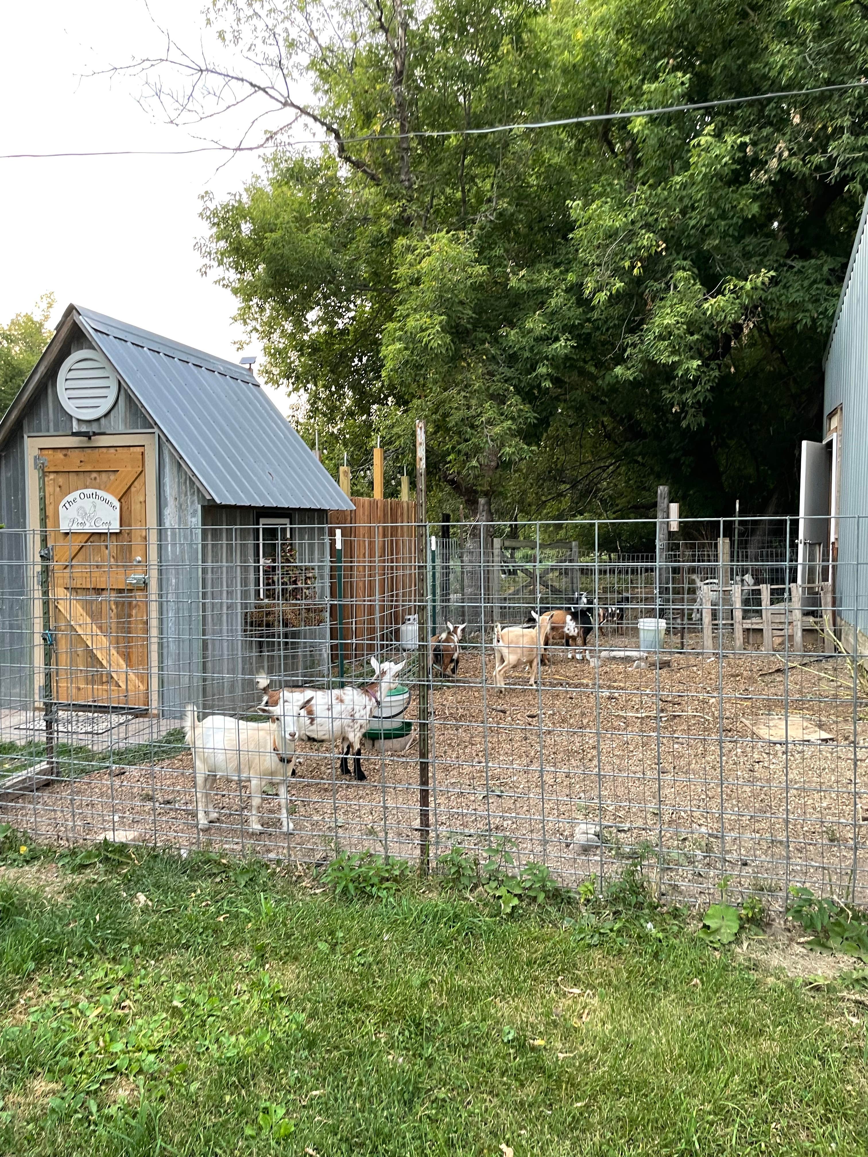 Carol H.'s photo of camping with pets at The Jubilee Homestead near Saint Croix National Scenic River
