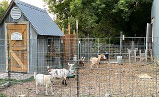 Carol H.'s photo of camping with pets at The Jubilee Homestead near Saint Croix National Scenic River