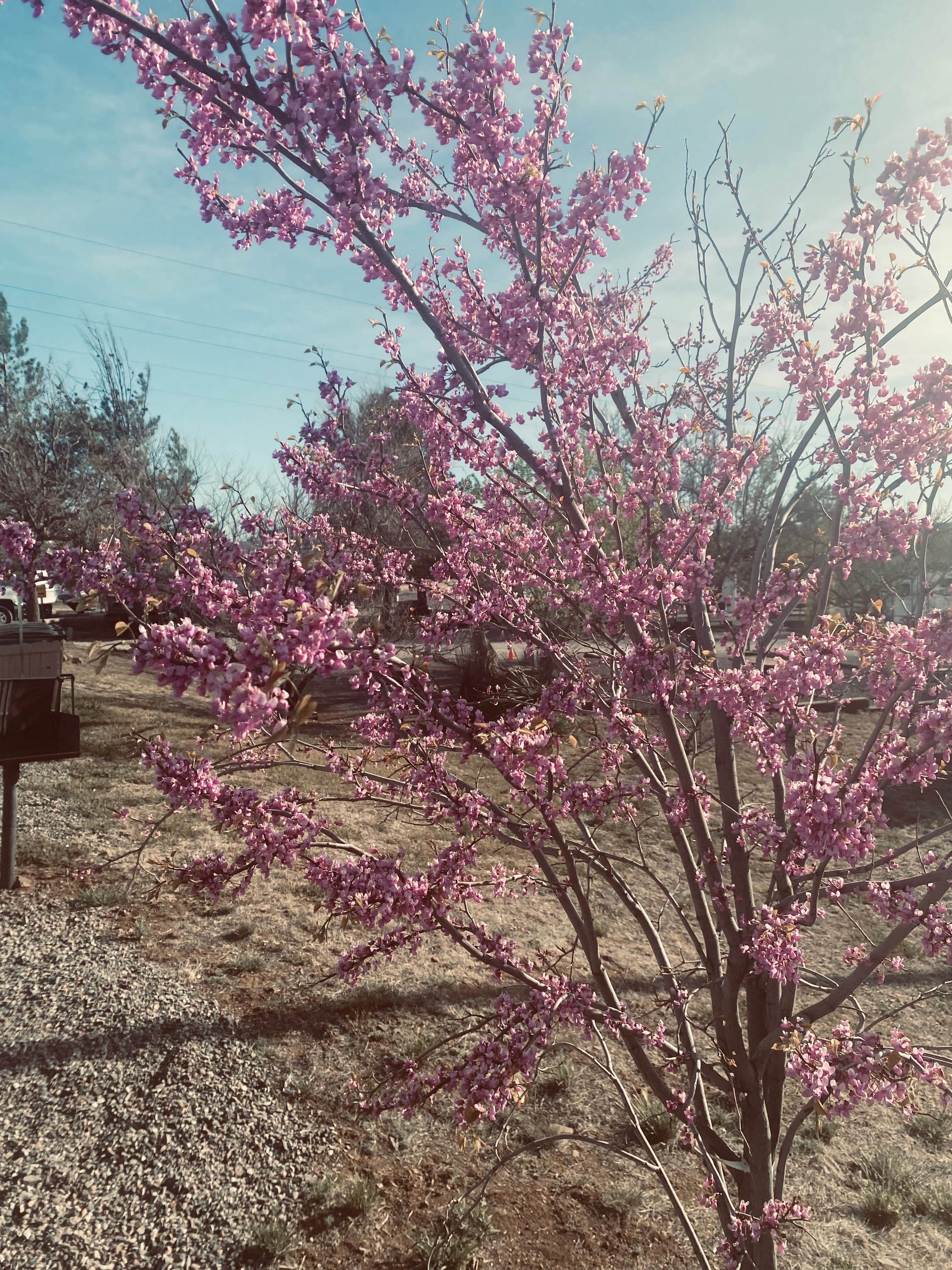Camper-submitted photo at Silver City KOA near Arenas Valley, NM