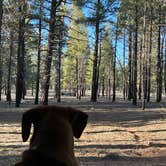 Review photo of Fire Rd 688 - Dispersed by Aaron S., April 23, 2023