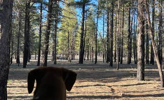 Aaron S.'s photo of camping with pets at Fire Rd 688 - Dispersed near Grand Canyon National Park