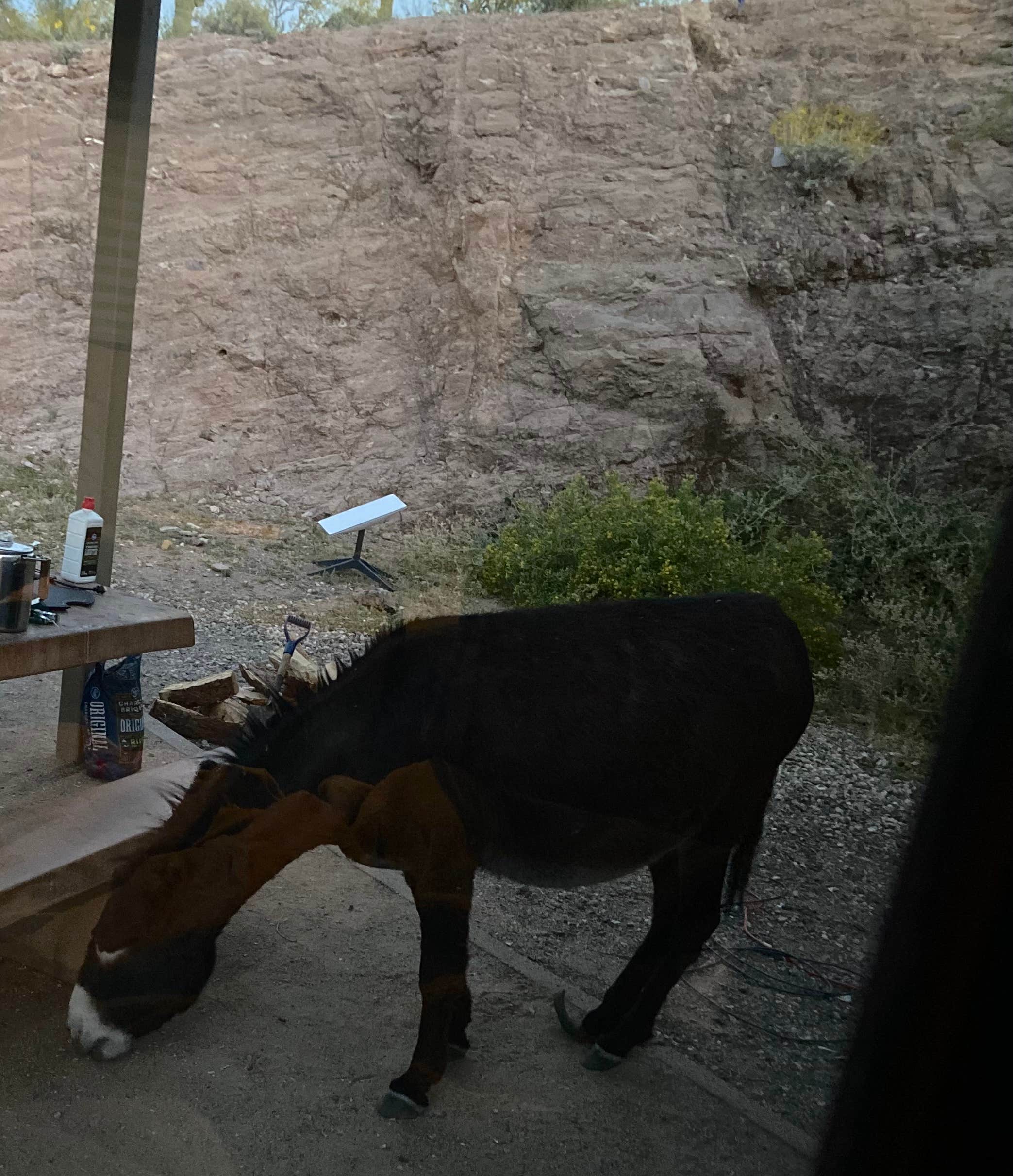 Camper-submitted photo at Maricopa County Park Lake Pleasant near Anthem, AZ