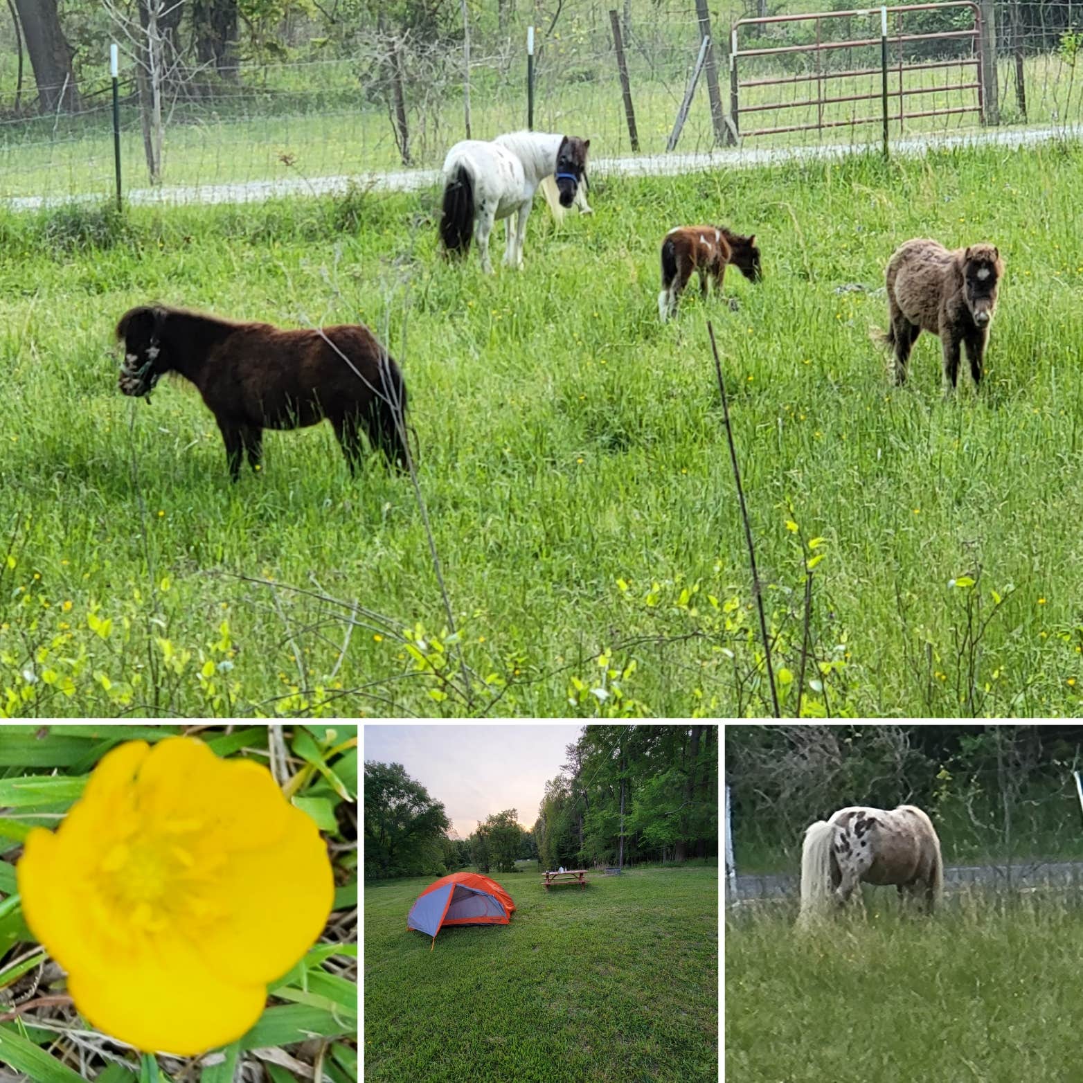 Karen M.'s photo of camping with pets at Brookhaven Mill Farm near B. Everett Jordan Lake