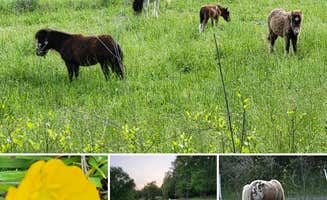 Karen M.'s photo of camping with pets at Brookhaven Mill Farm near Pittsboro, NC